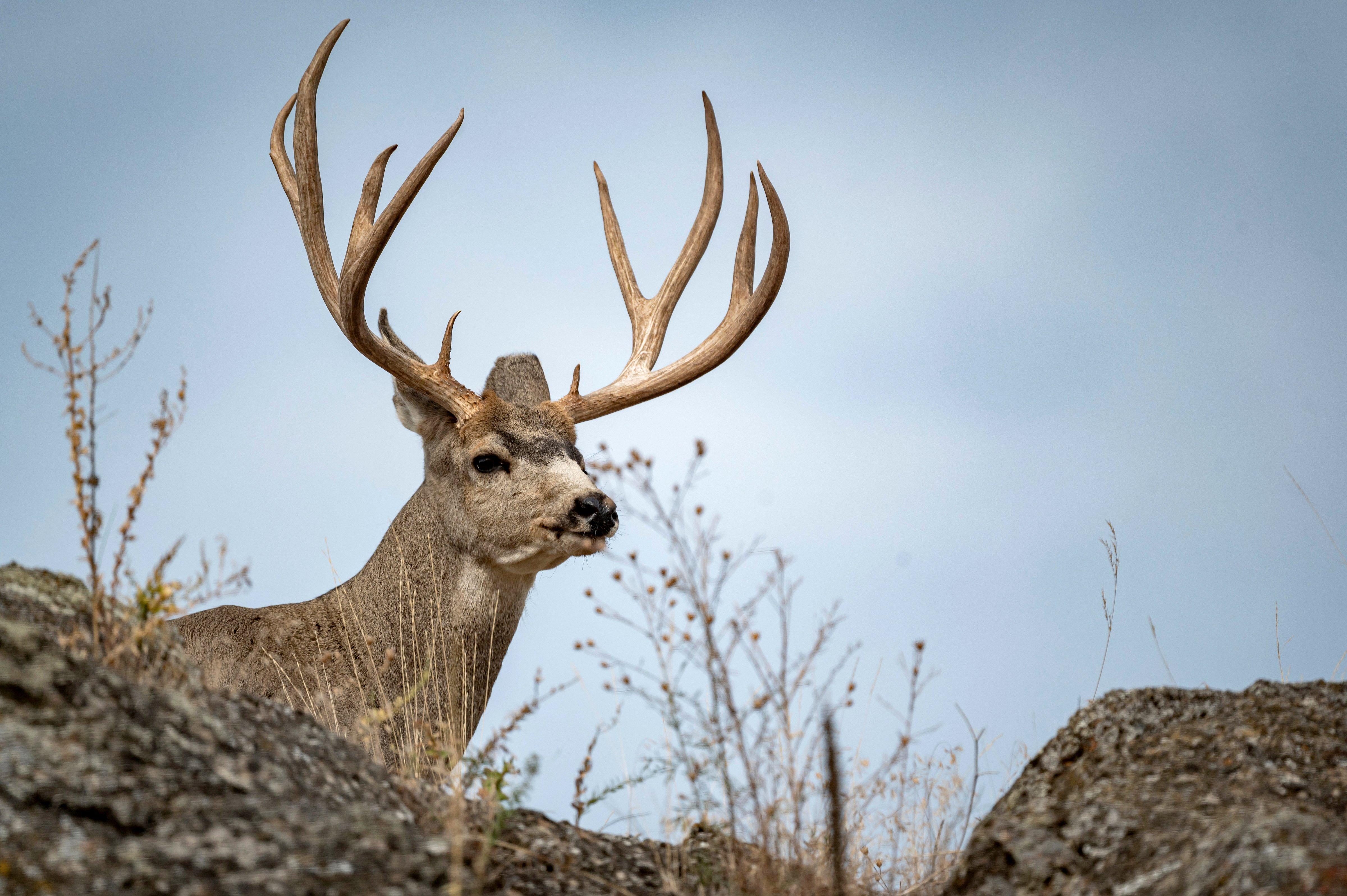 Image: ImageBy_John_Hafner_mule_deer