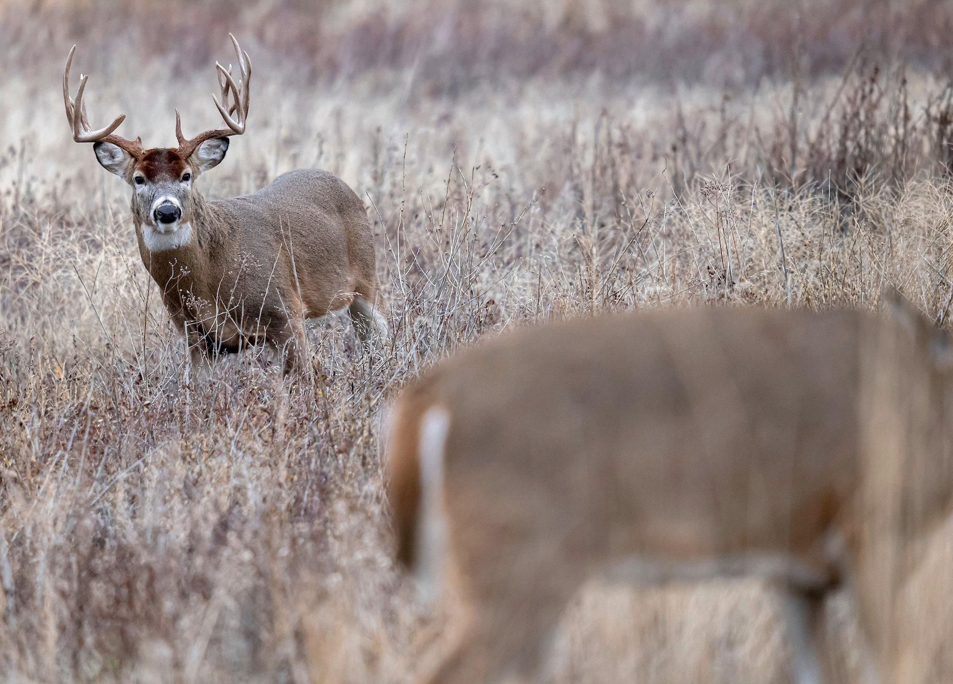 The 6 Best States for Rifle Hunting the Rut - Realtree Camo