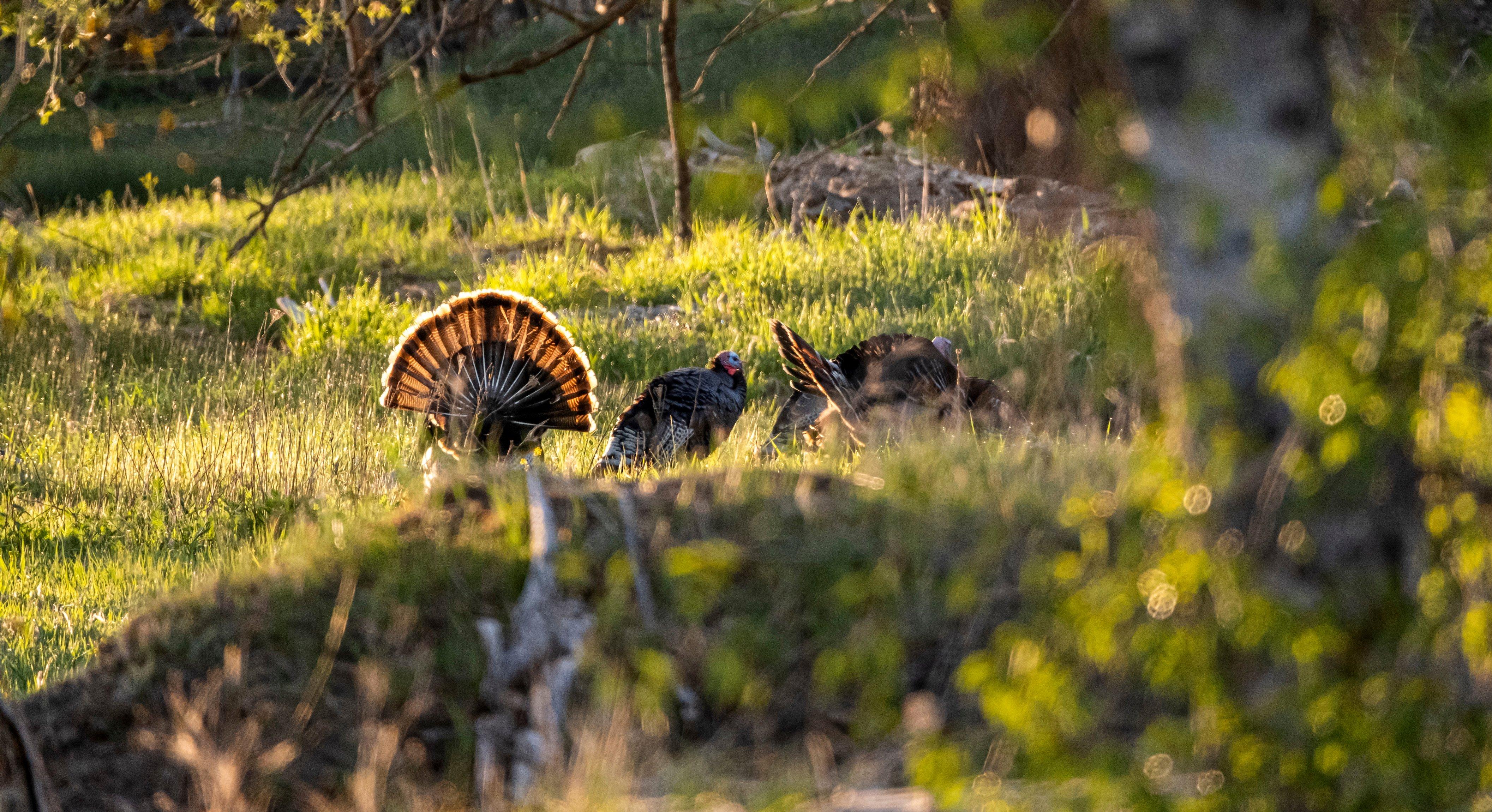 Advanced Turkey Talk - Realtree Camo