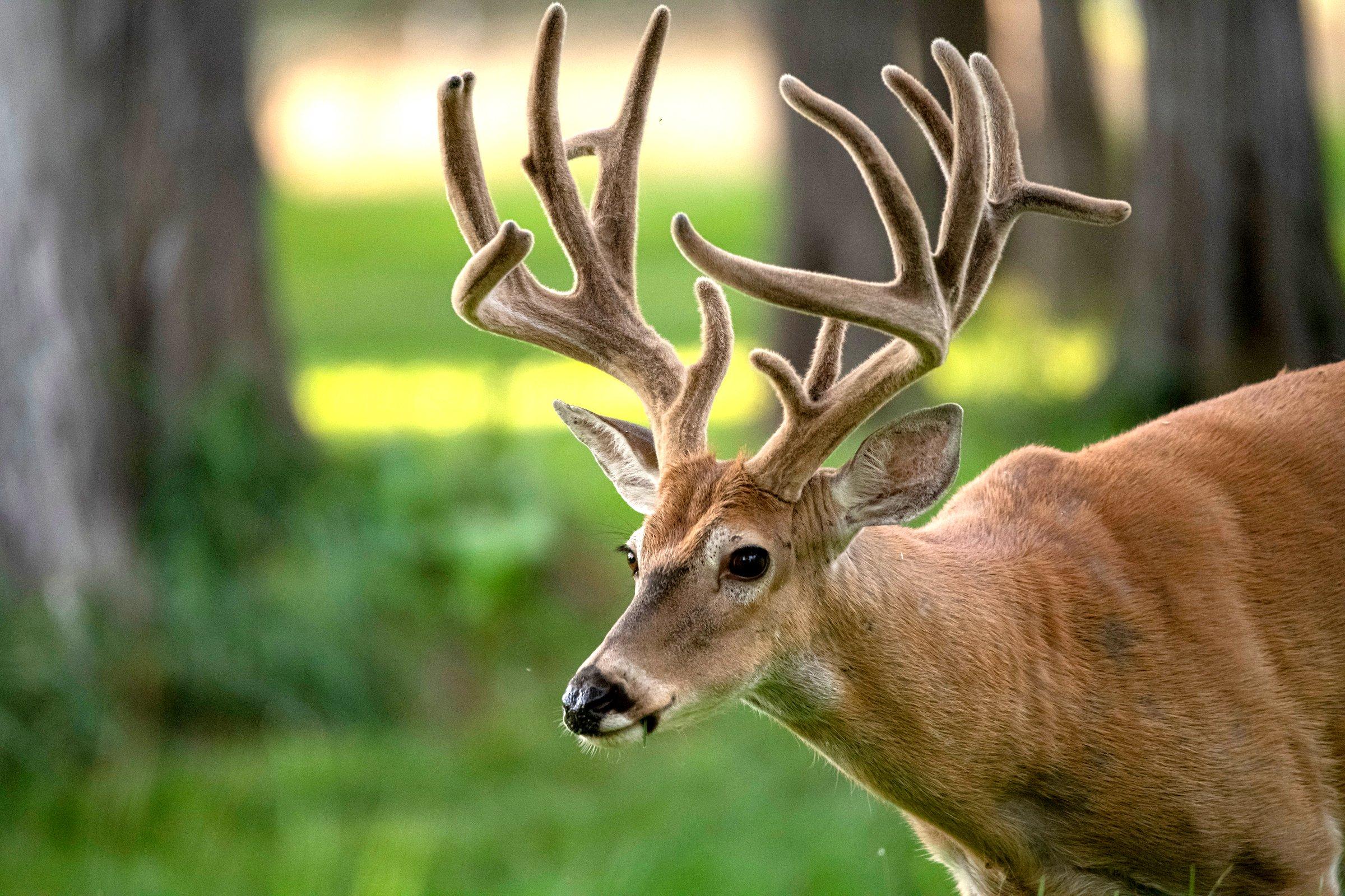 Whitetail Deer Velvet Kit - ScenesnNature