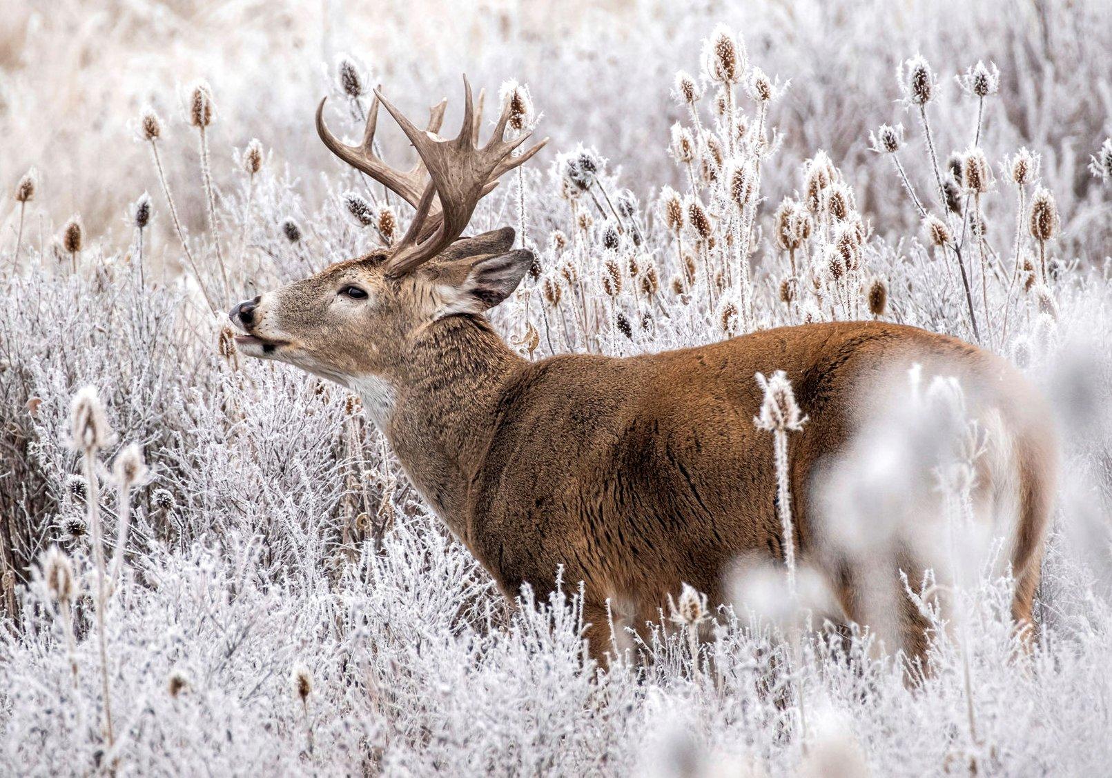 趣味・スポーツ・実用 John M. Miller Deer Camp 趣味・スポーツ・実用