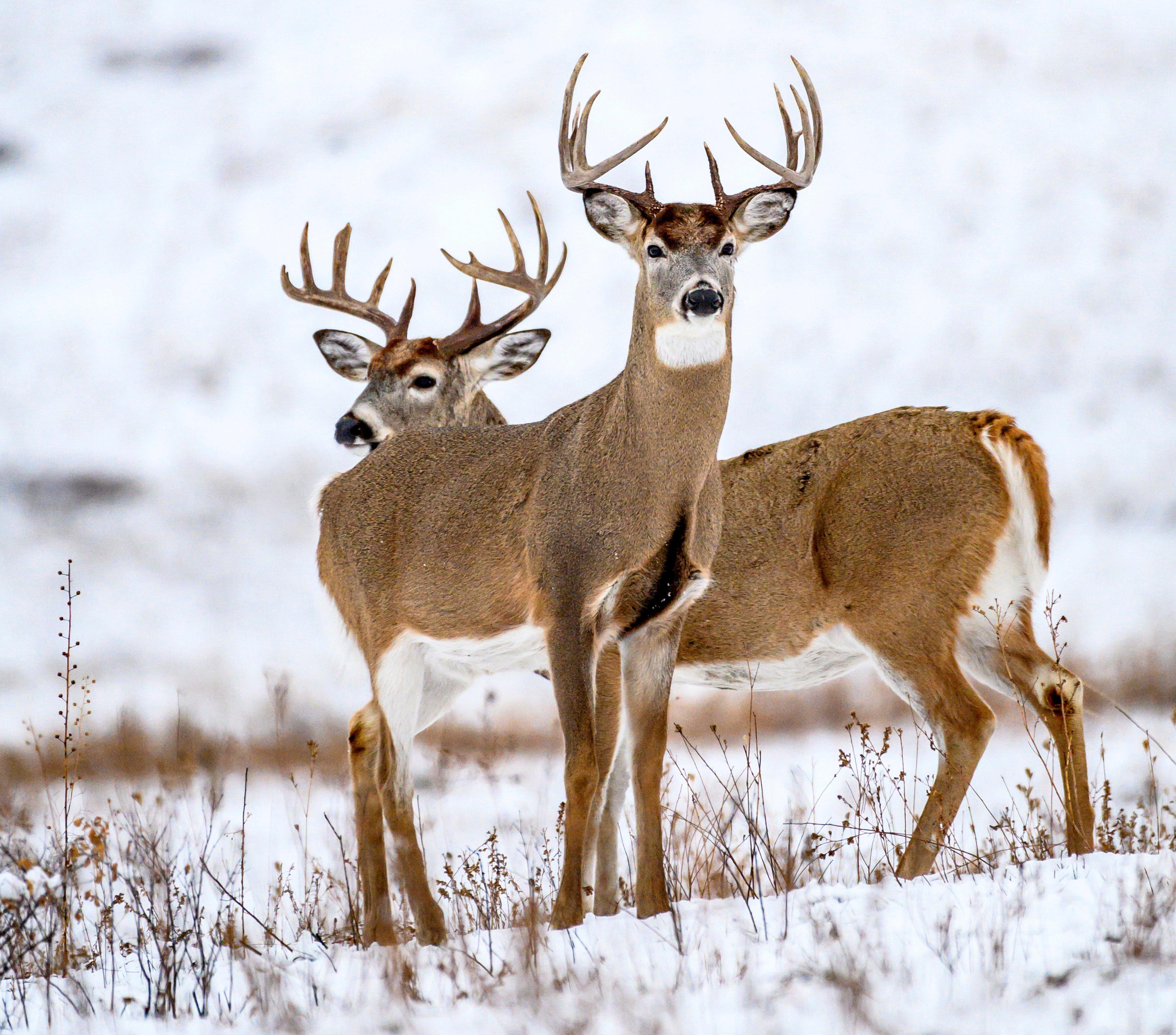 Image: ImageBy_John_Hafner_whitetail_rifle