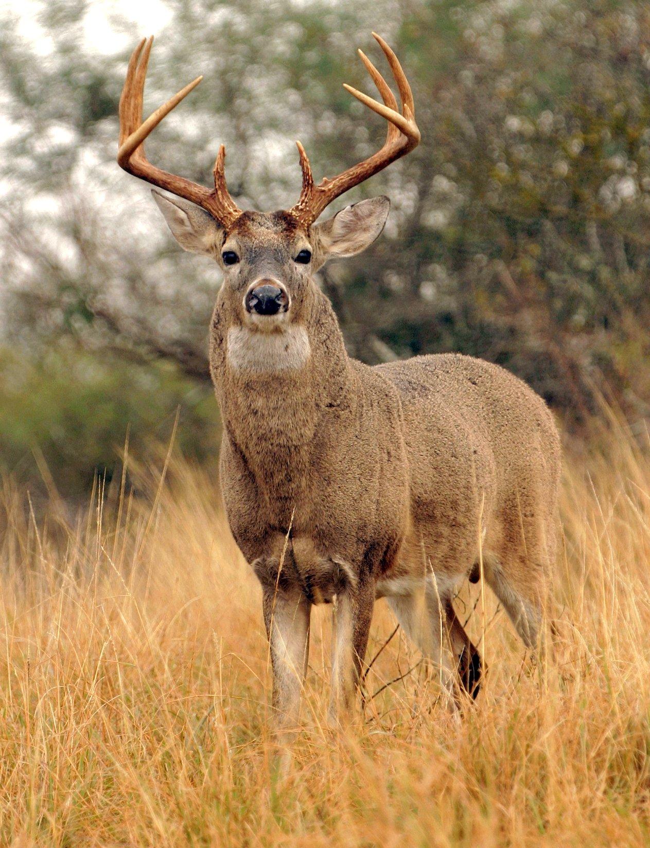 The 6 Best States for Rifle Hunting the Rut - Realtree Camo