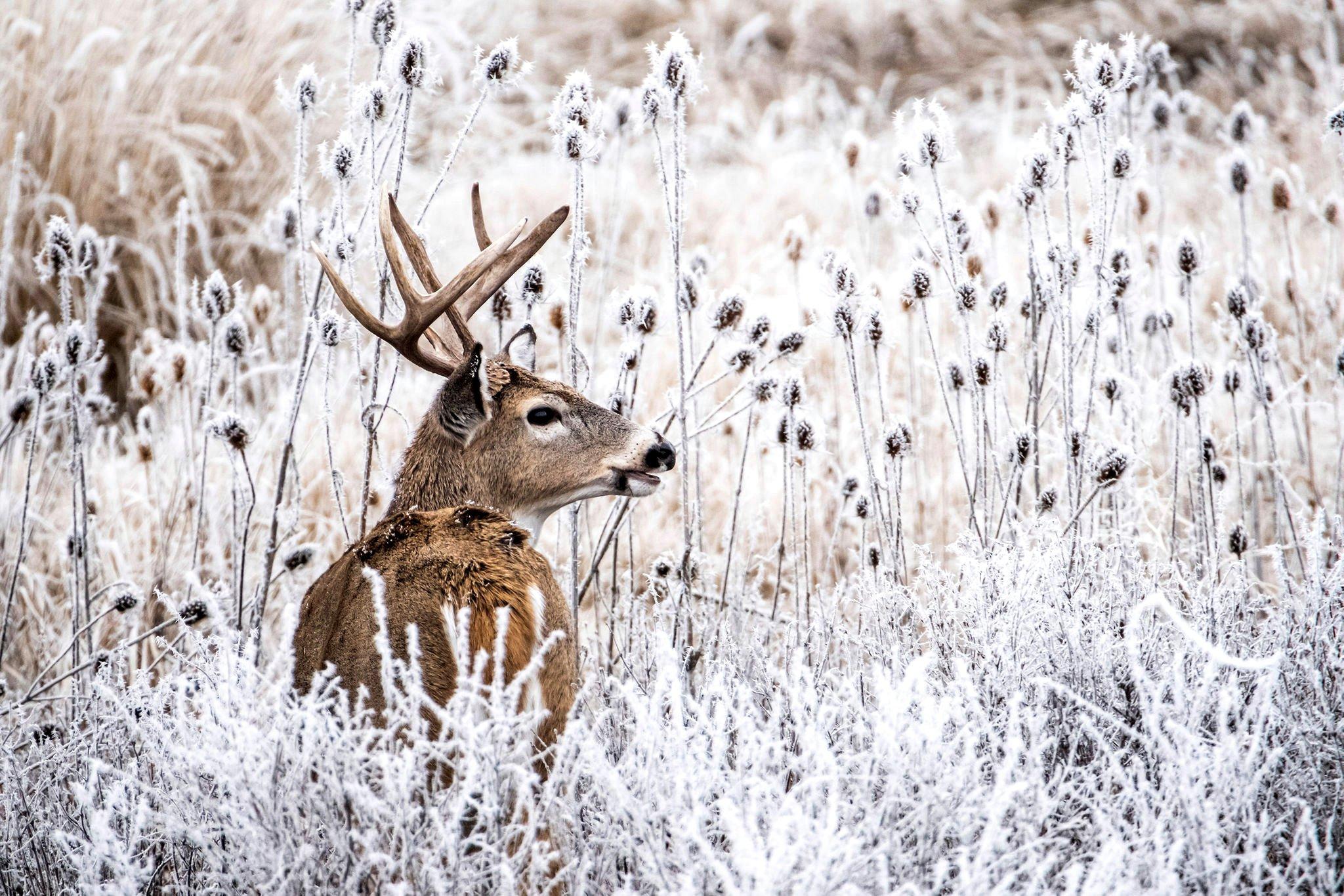 7 Still-Hunting Hotspots for Late-Season Bucks - Realtree Camo