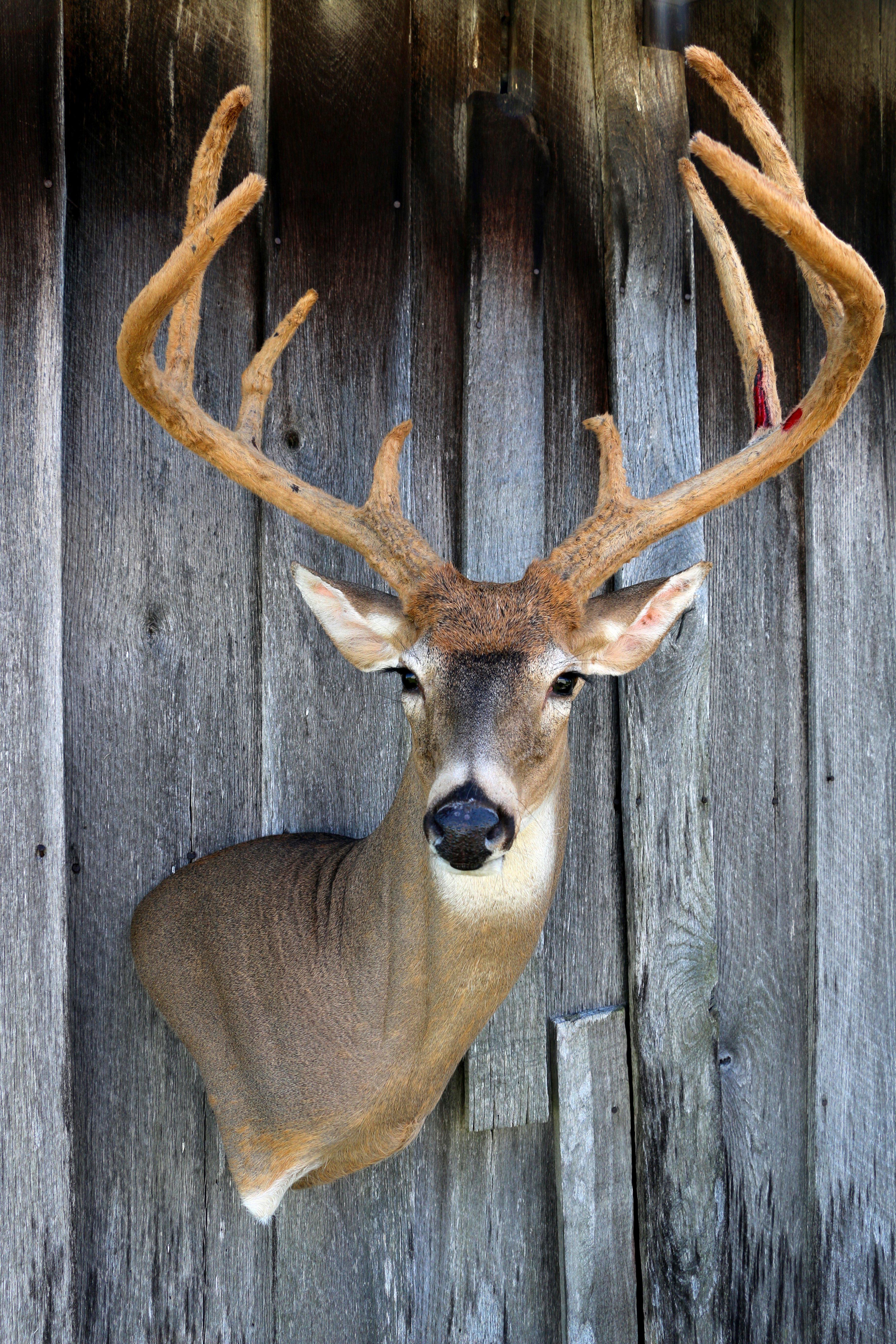 Deer deals head taxidermy