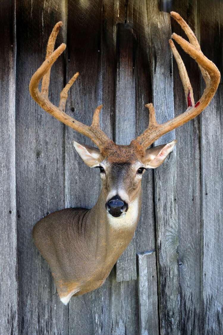 How to Score a Buck on the Boone and Crocket Scale - Realtree Store