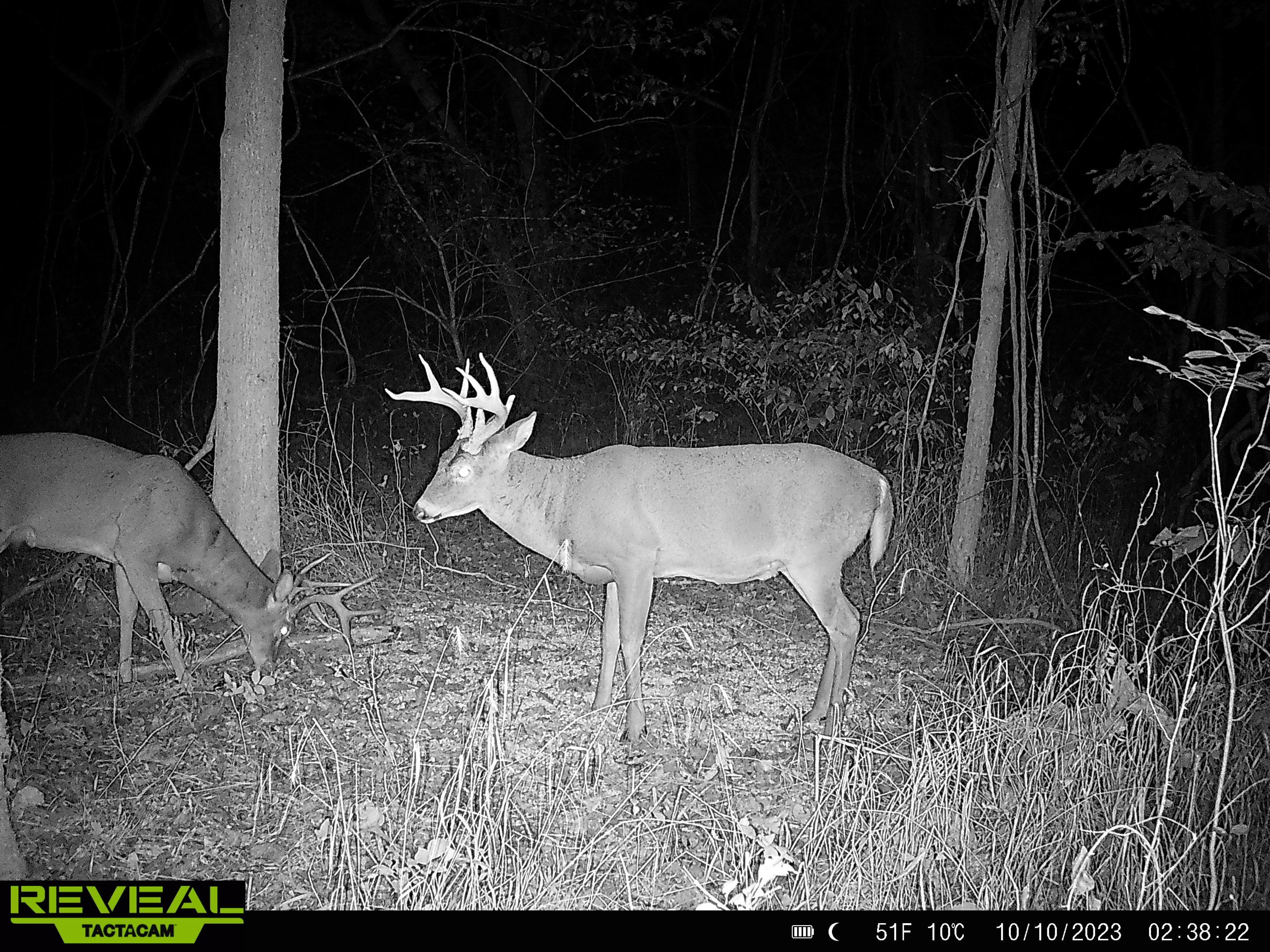 Oh Snap! Which Parts of Deer Antlers Break Most Often?