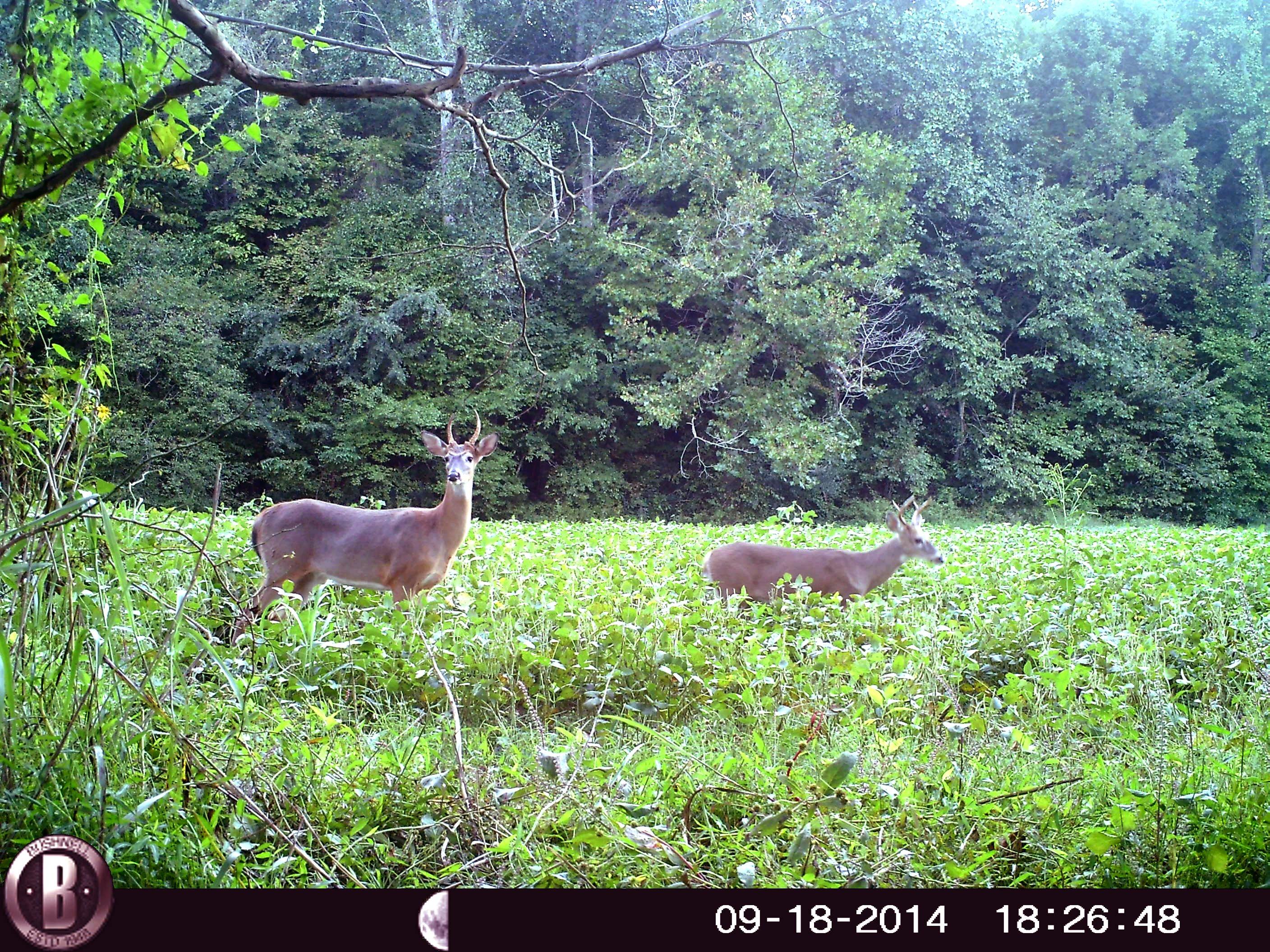 Do Deer Hunters Really Need to Be Concerned About Cowhorn Spikes?