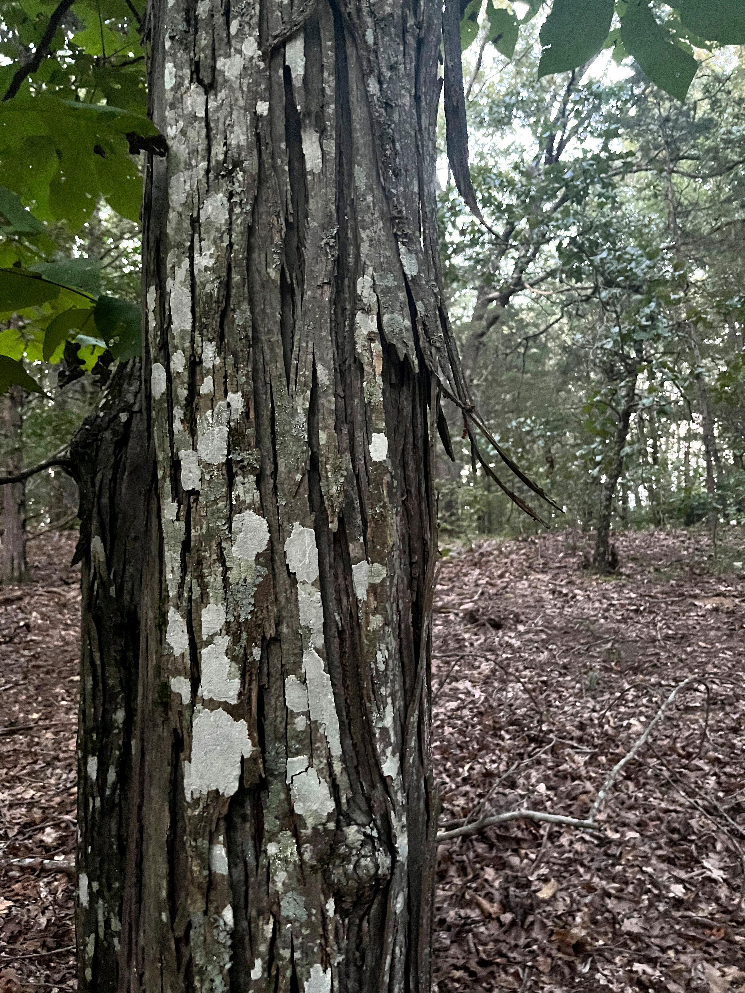 Image: ImageBy_Josh_Honeycutt_squirrel_4