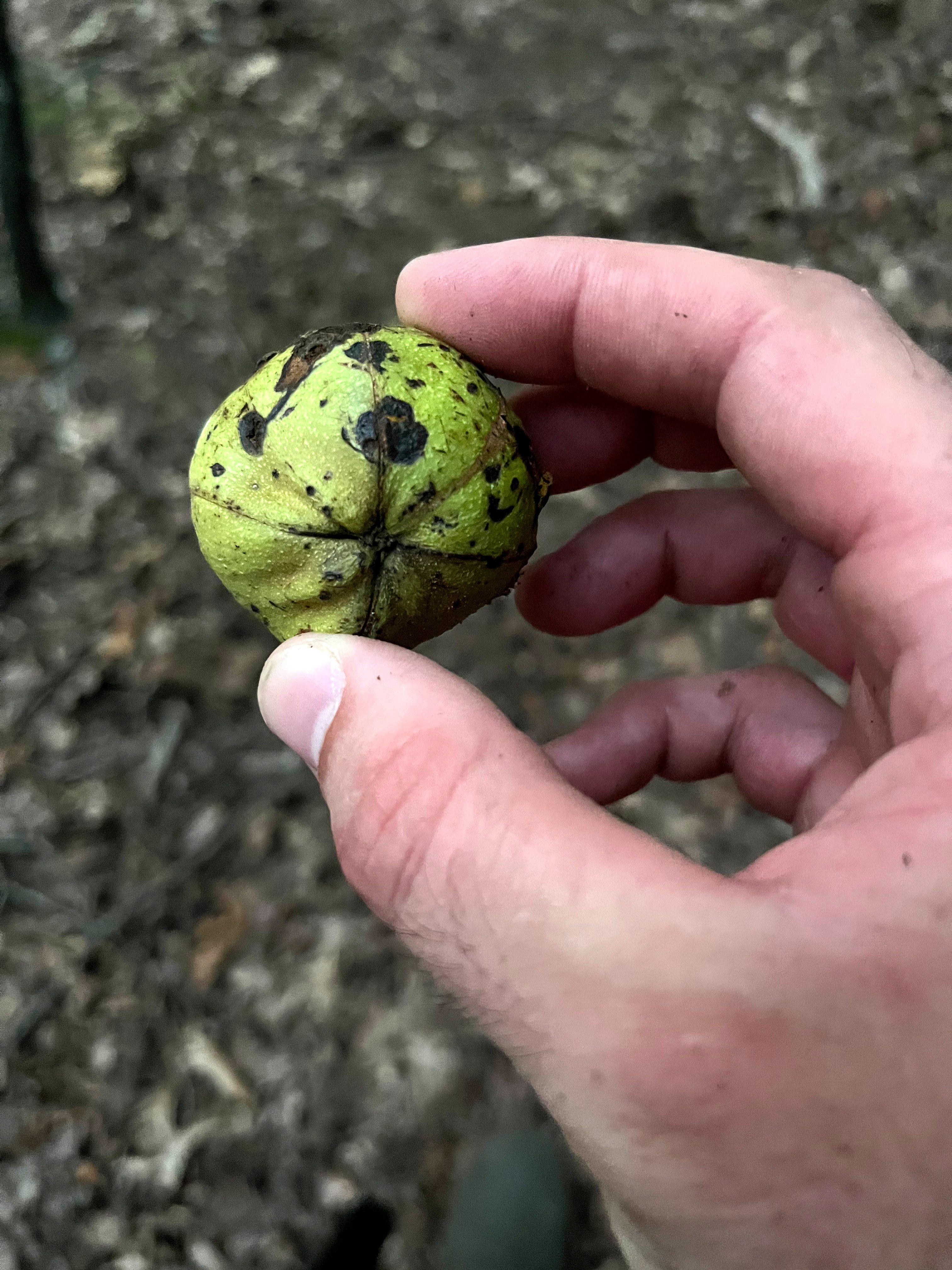 Image: ImageBy_Josh_Honeycutt_squirrel_5