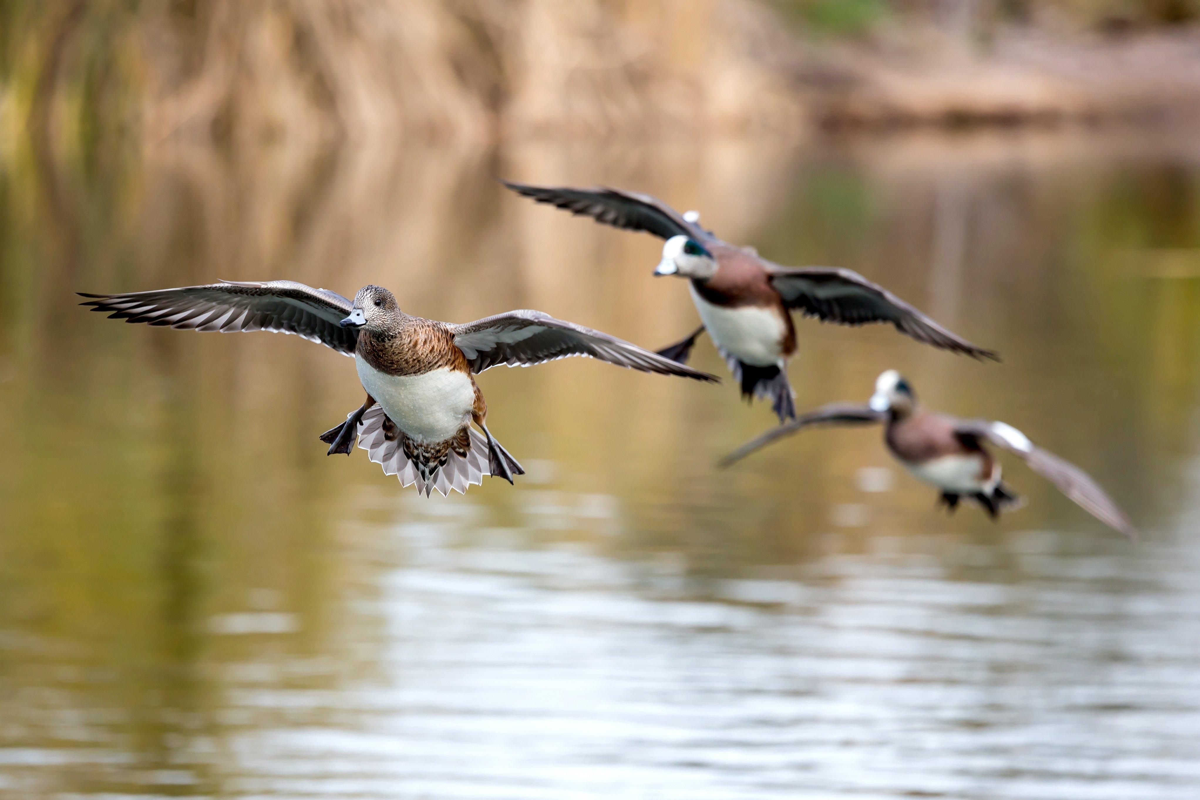 Duck Hunting in New Mexico Realtree Camo