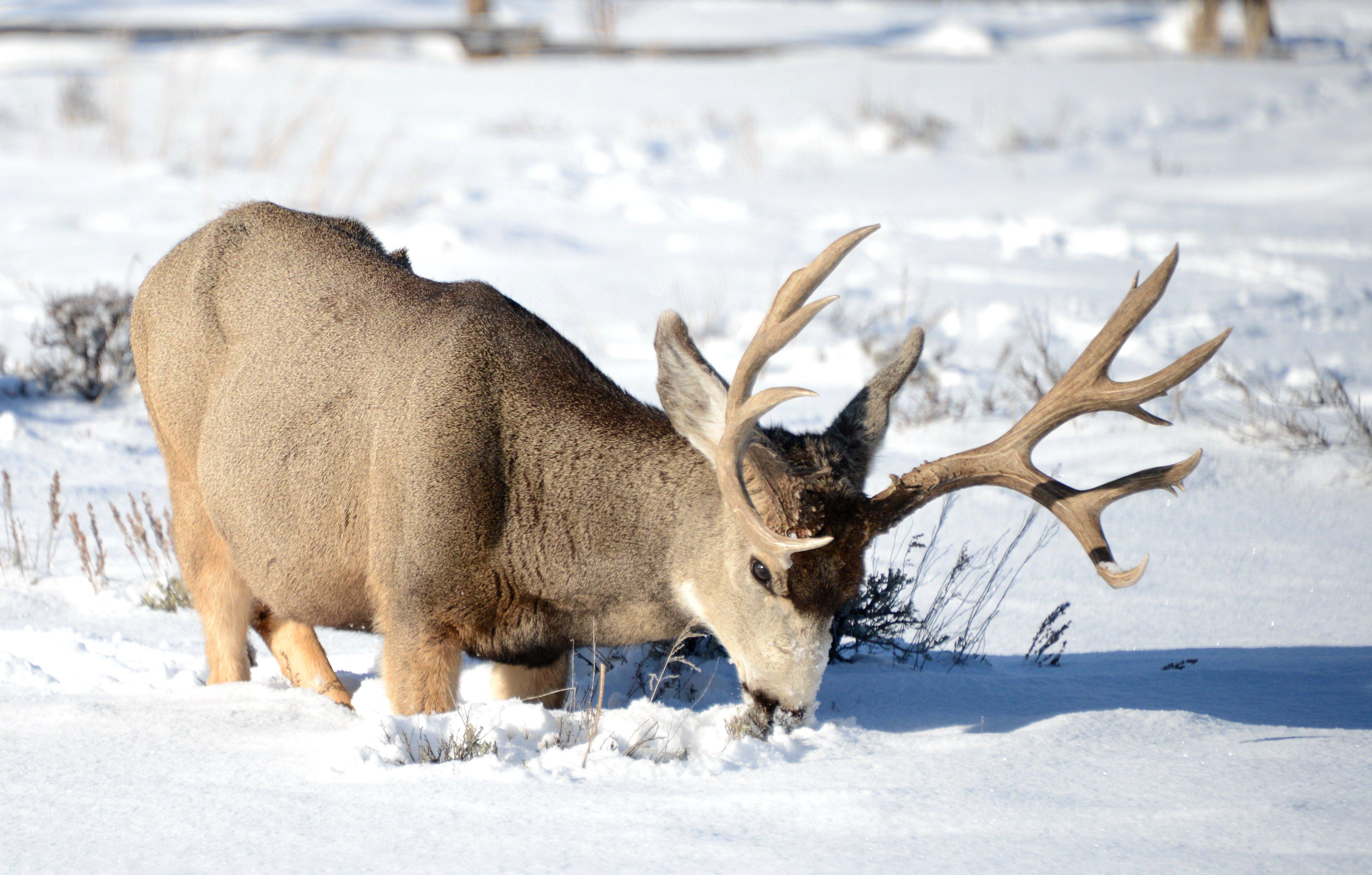 Image: ImageBy_Kirk_Geisler_mule_deer_snow_1