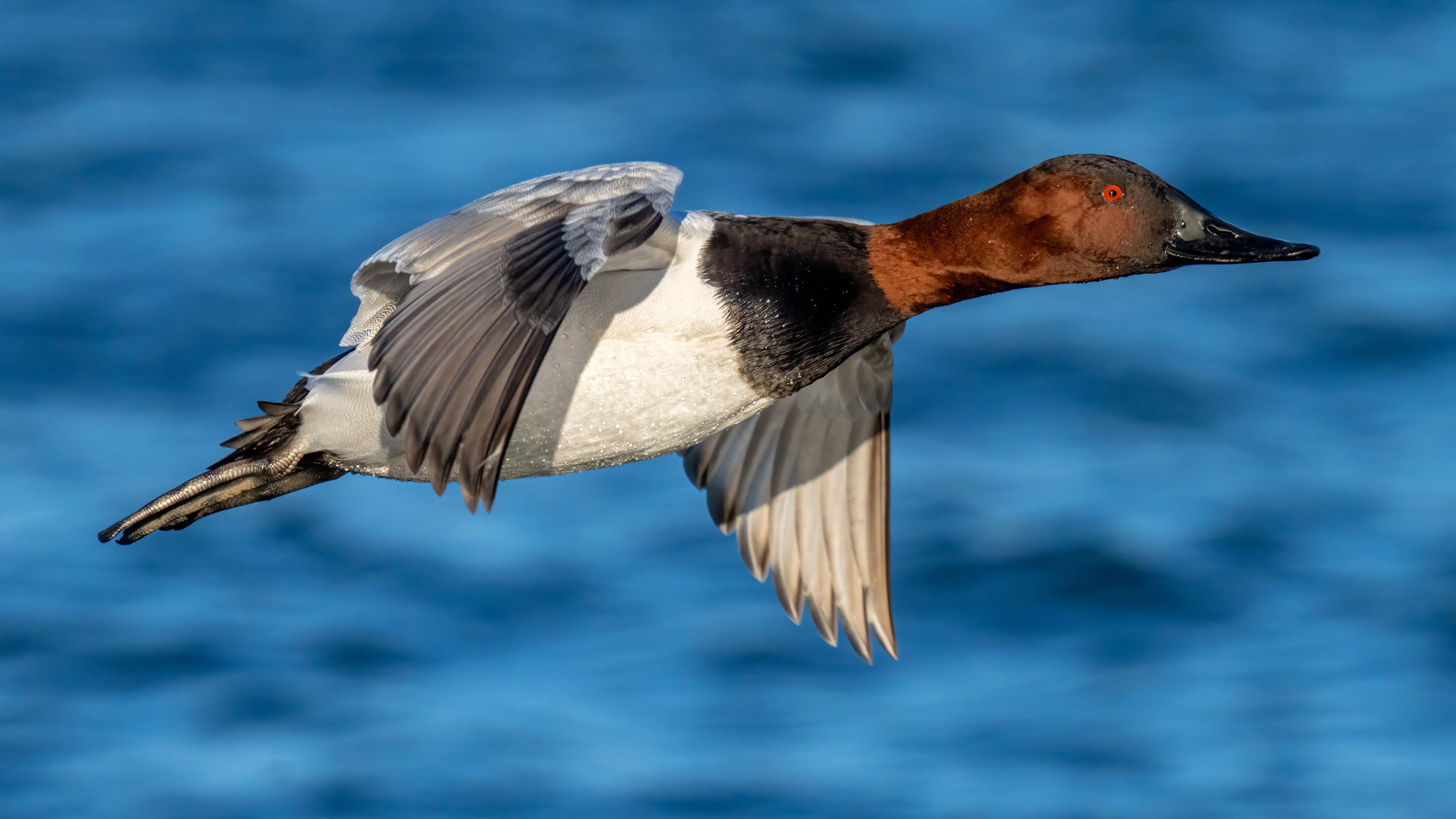 Image: ImageBy_Krumpelman_Photography_canvasback