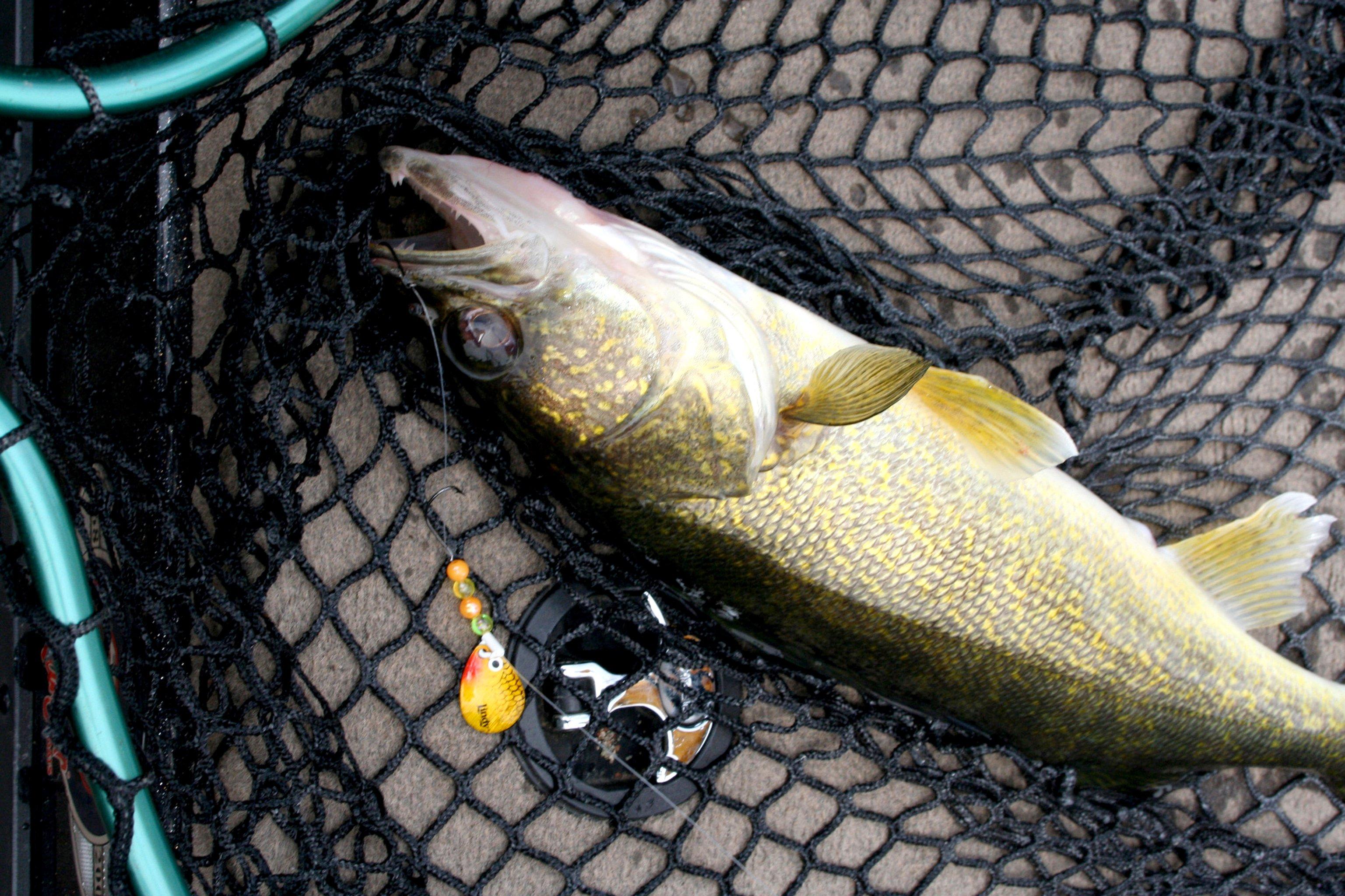 Lindy Colorado Blade Crawler Harness - Golden Shiner