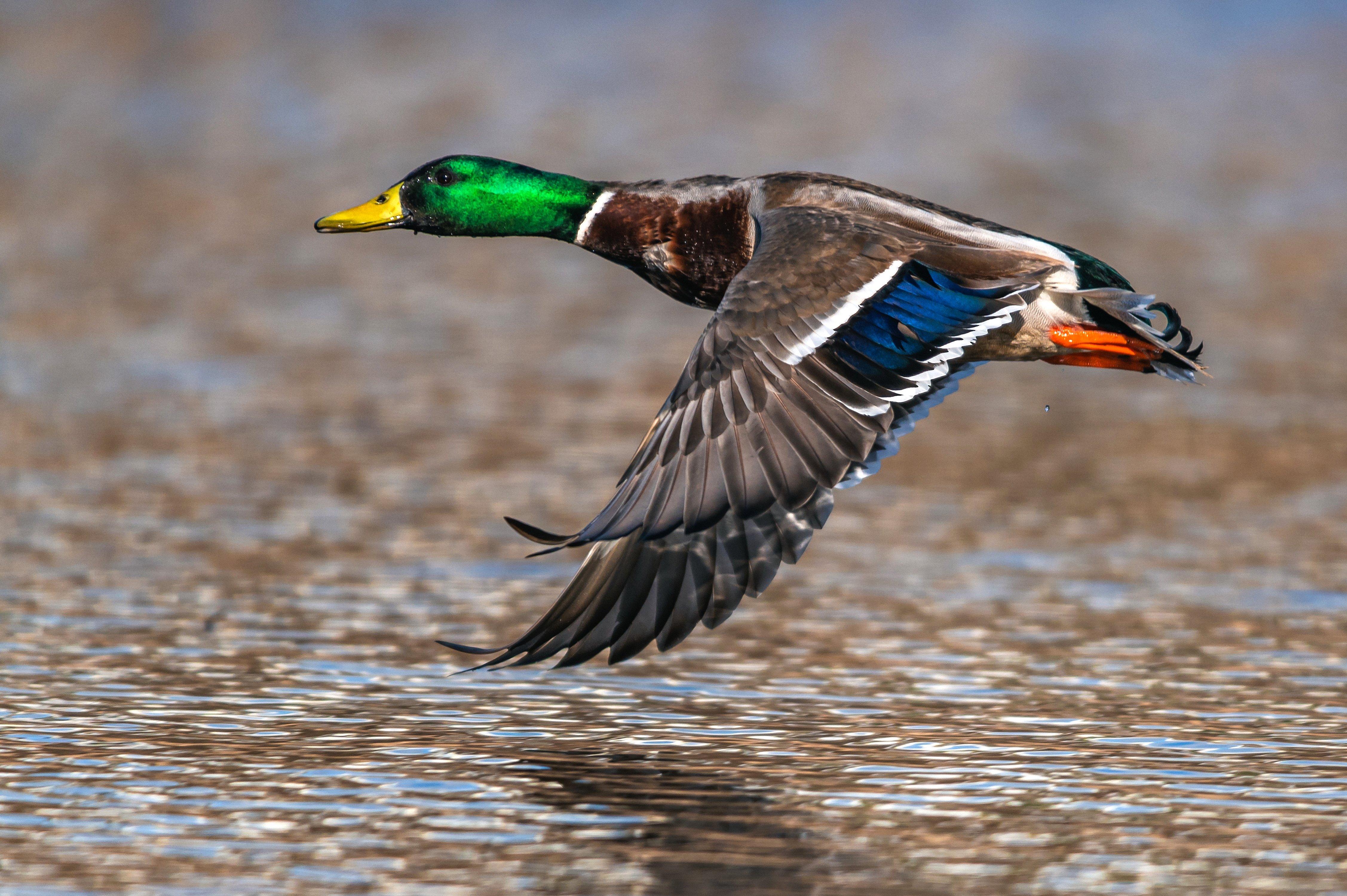 Image: ImageBy_Maciej_Olszewski_mallard