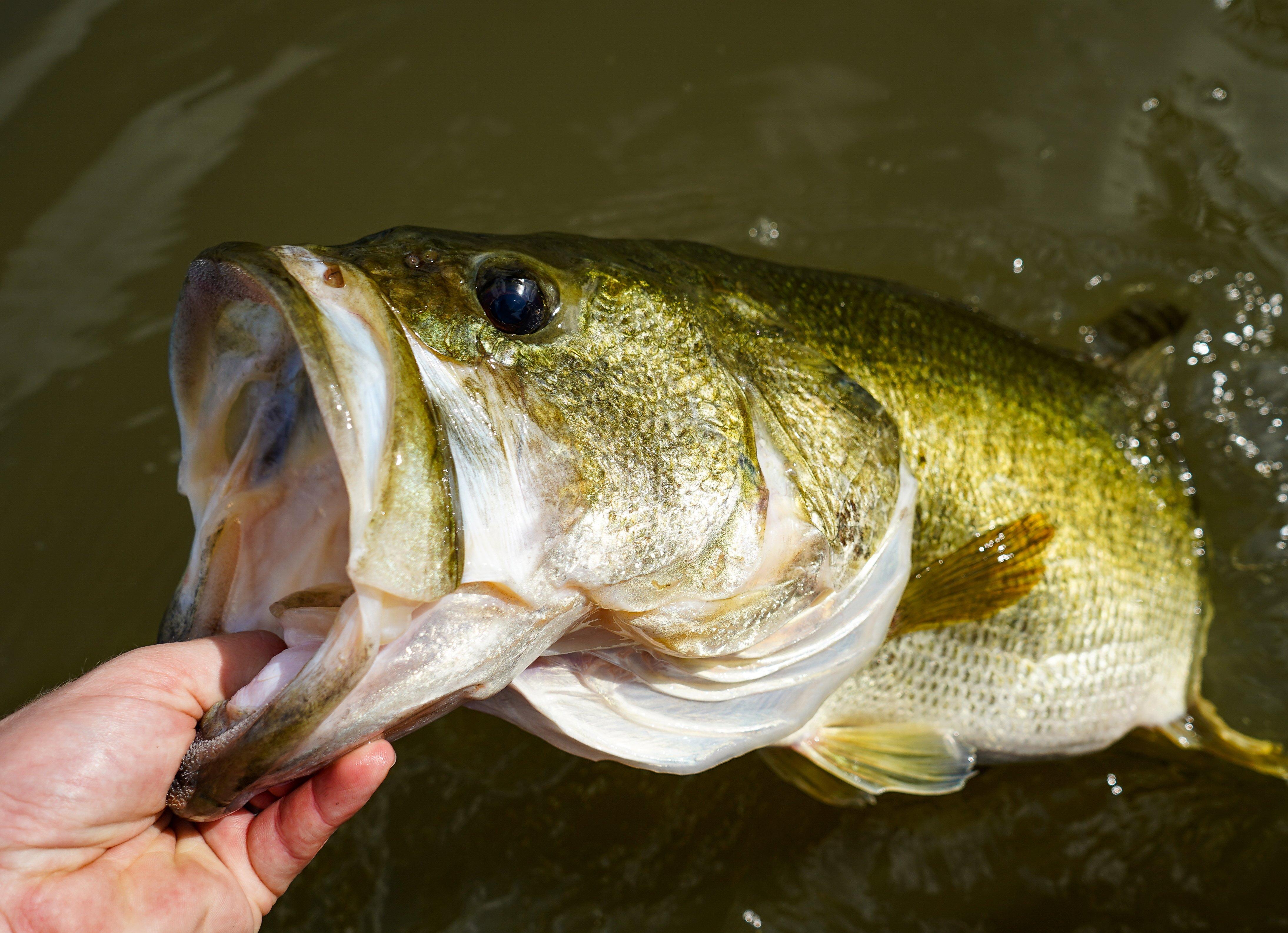 Largemouth Bass LOVE Keitech Swimbaits - Texas Rig Swimbait Fishing! 