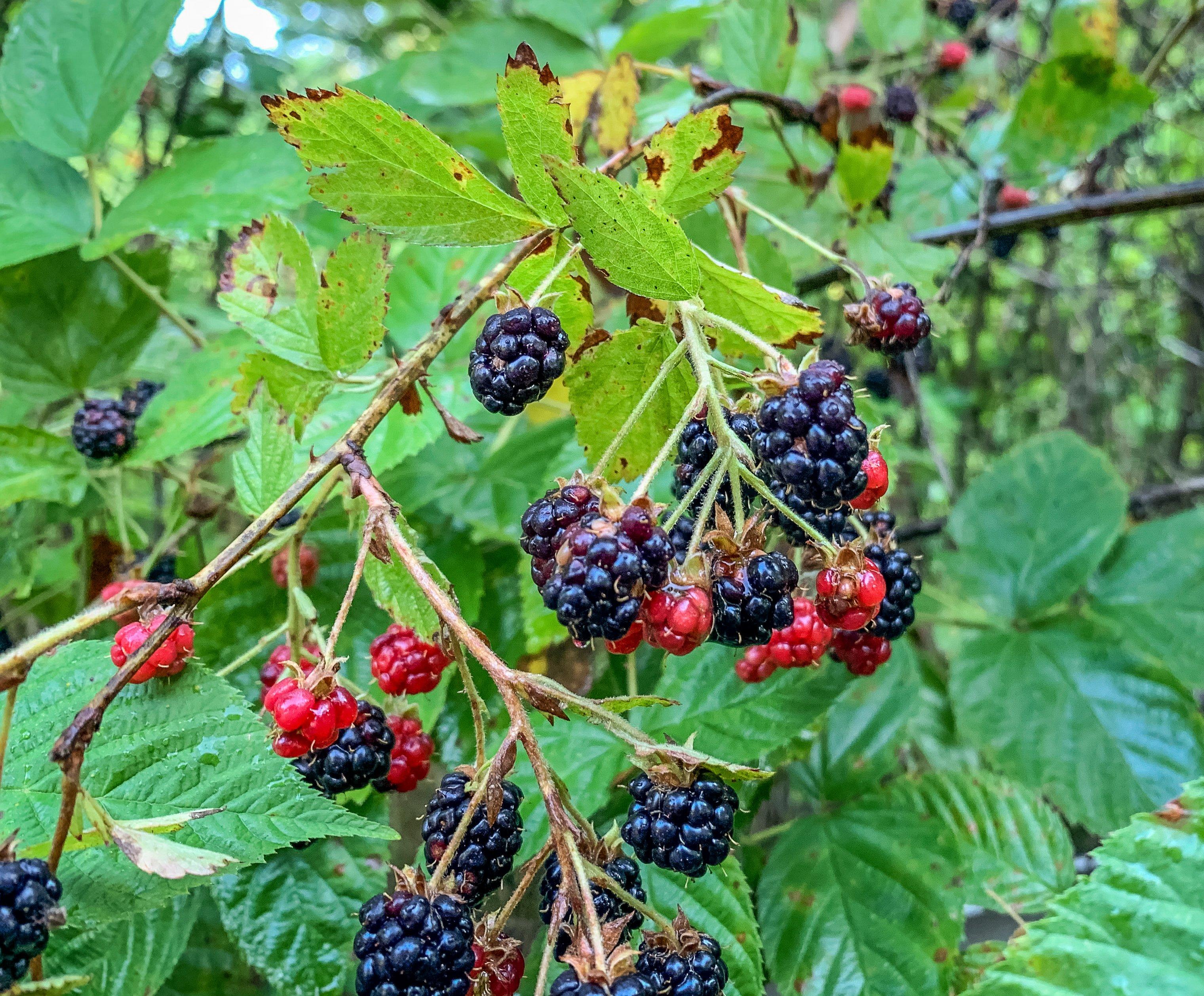 Image: ImageBy_Michael_Pendley_blackberry_poptart_bourbon-1