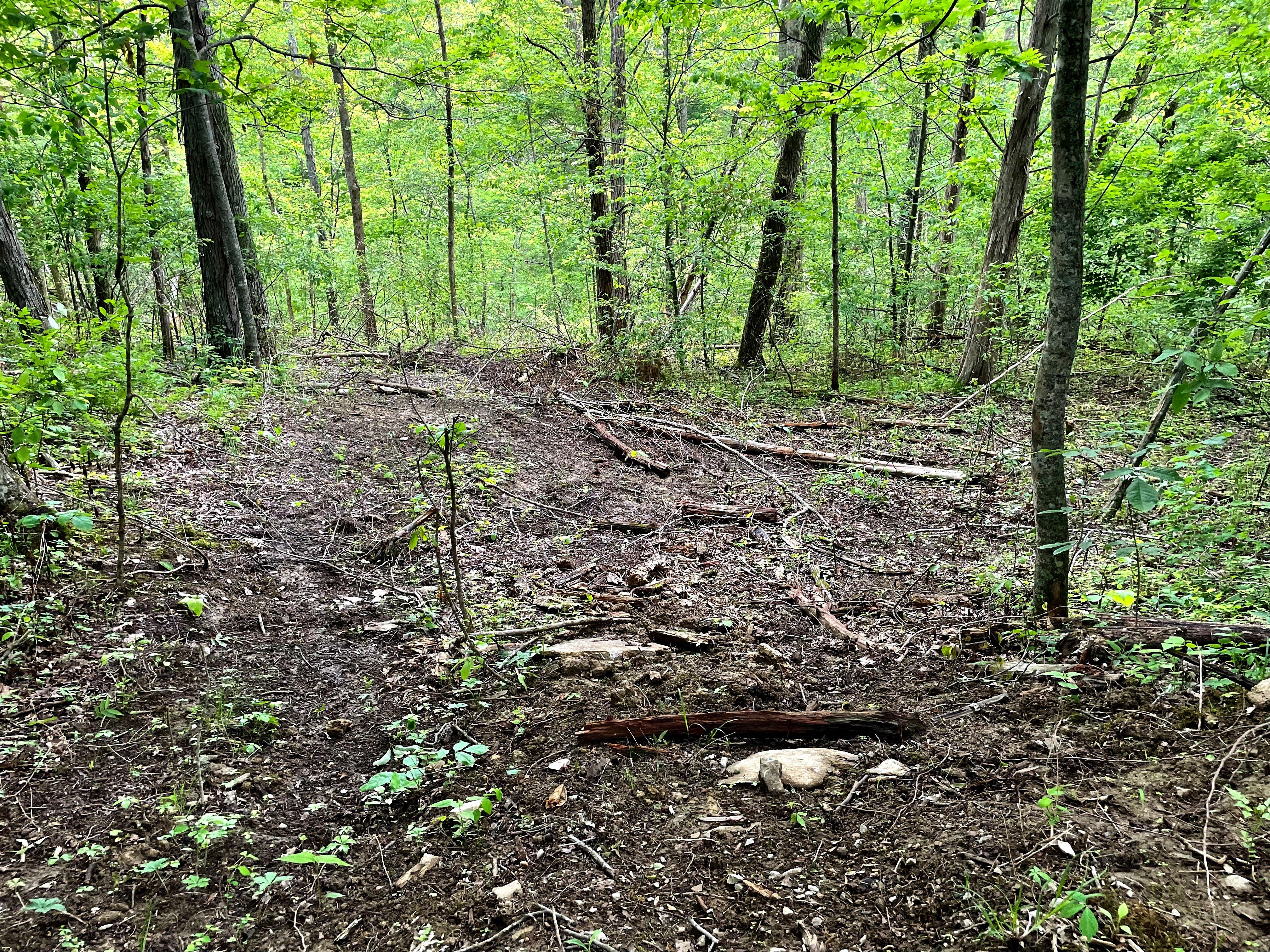 Image: ImageBy_Michael_Pendley_early_successional_habitat_logging_10