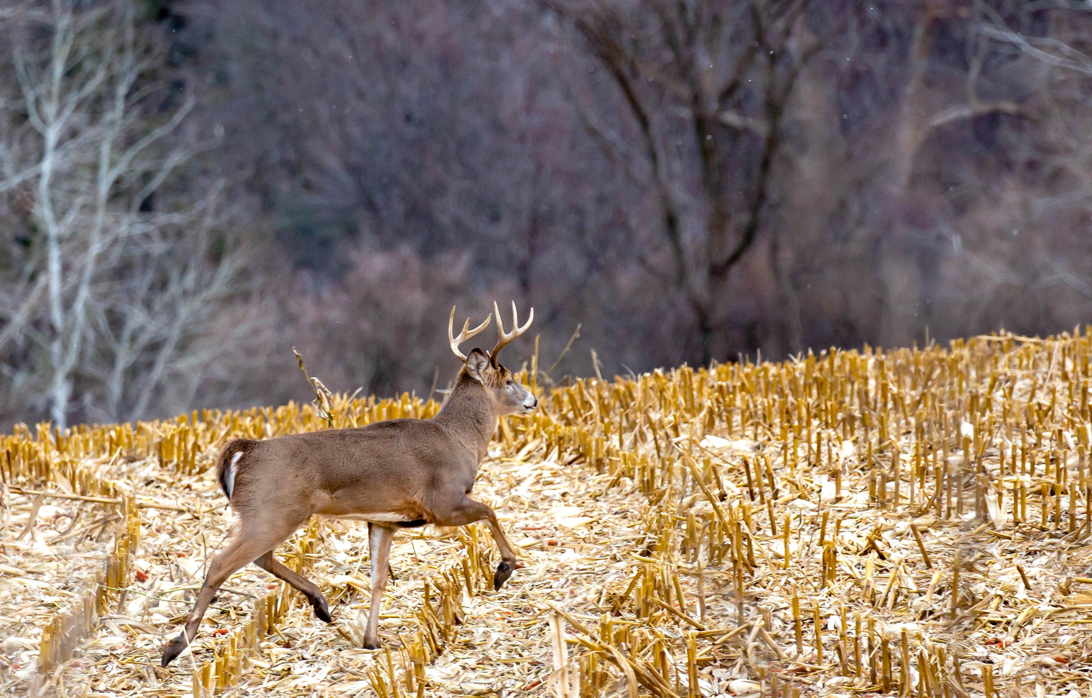 Image: ImageBy_Michael_Tatman_buck_snow_corn