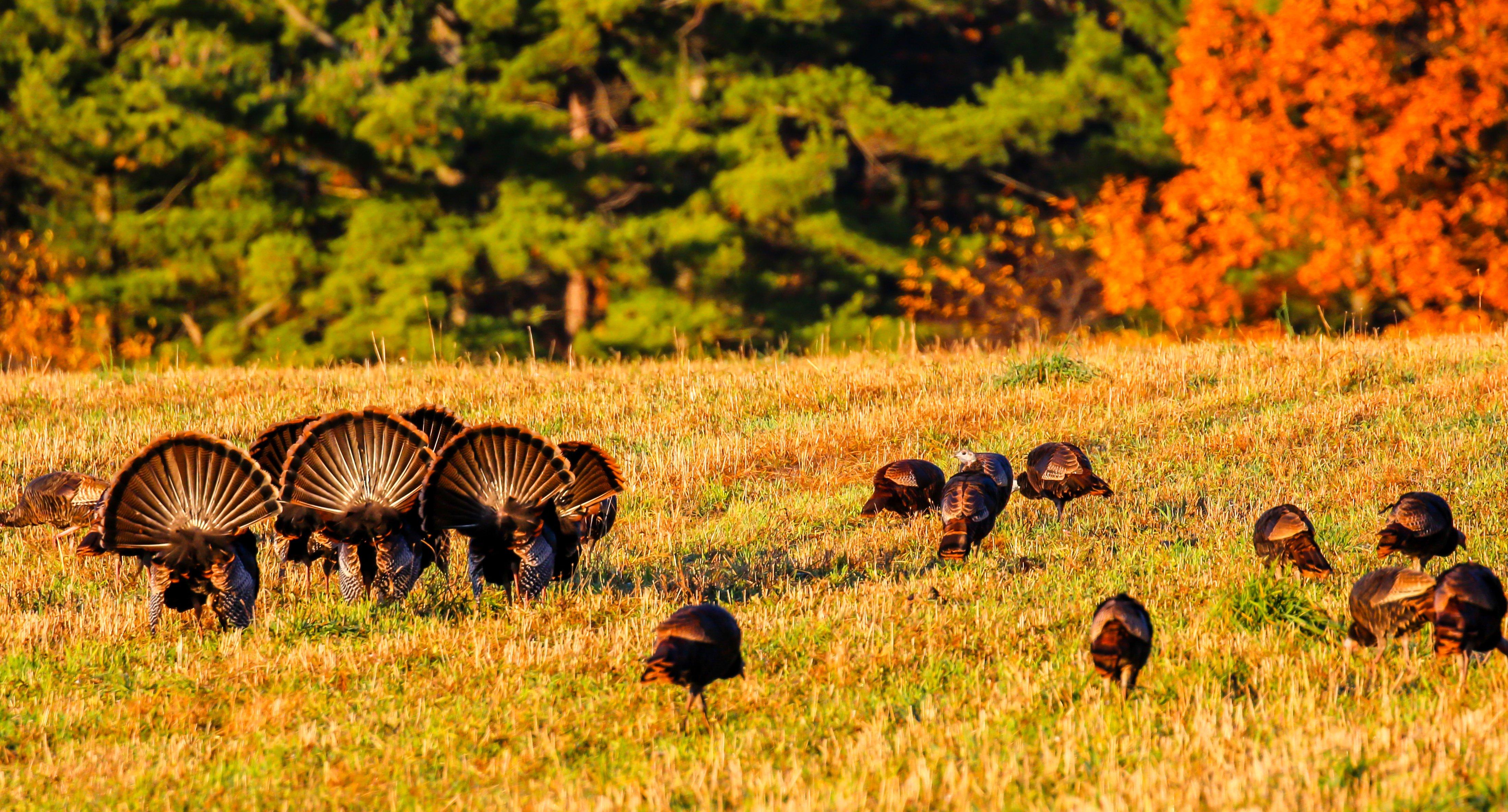 Image: ImageBy_Michael_Tatman_fall_turkey_3