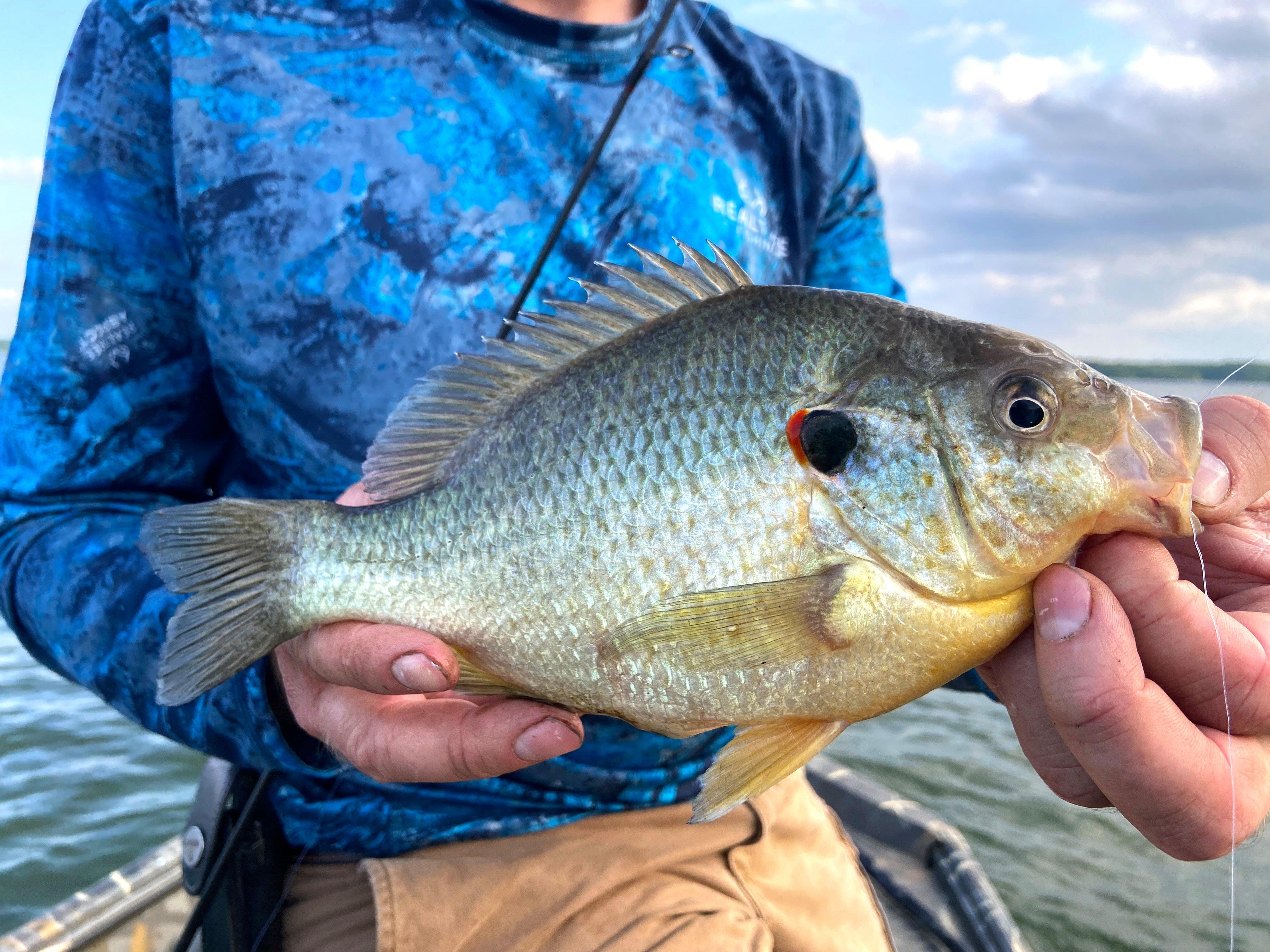 Image: ImageBy_Michelle_Brantley_shellcracker_bluegill_1