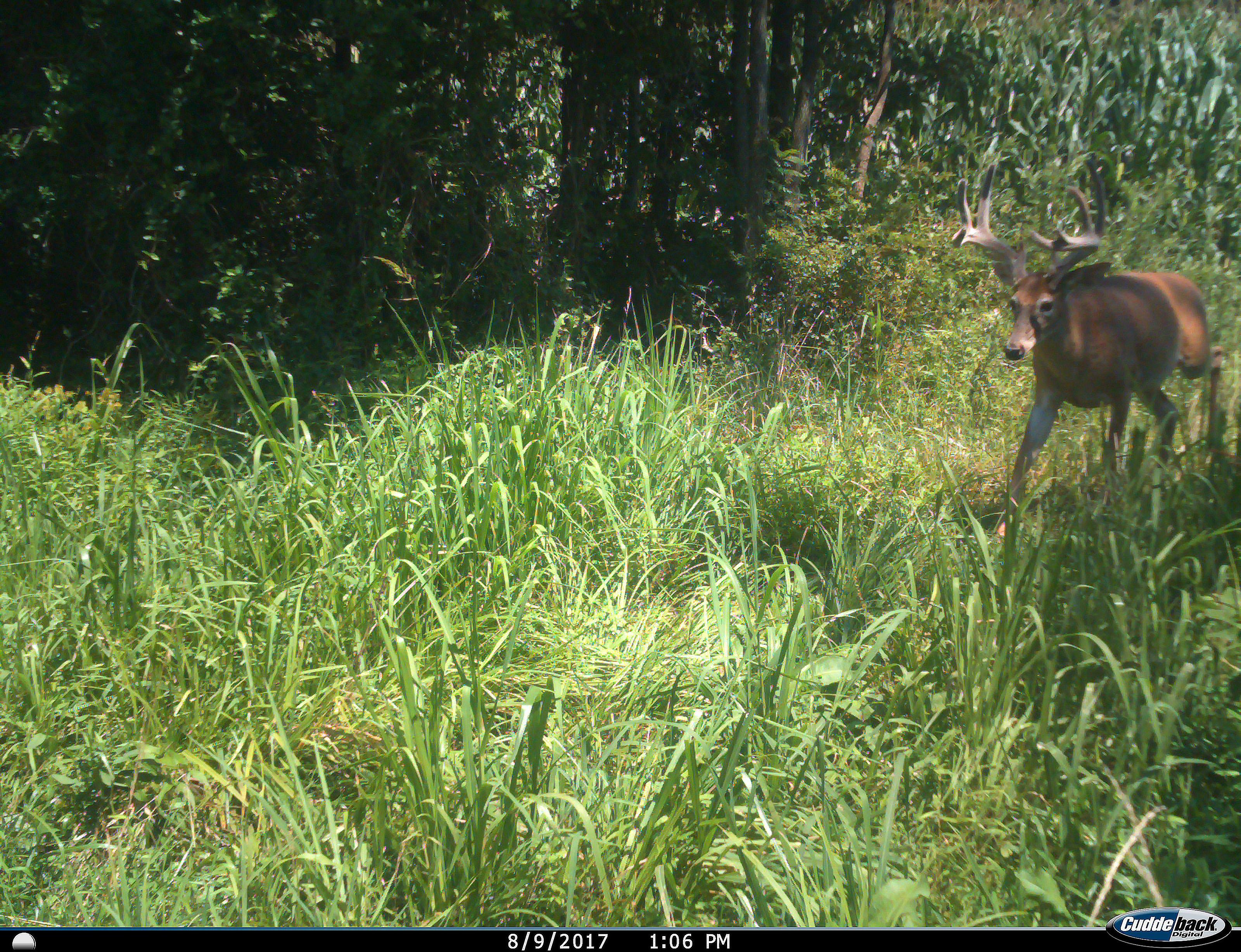 Image: ImageBy_Mike_Hanback_buck_trail_cam_1