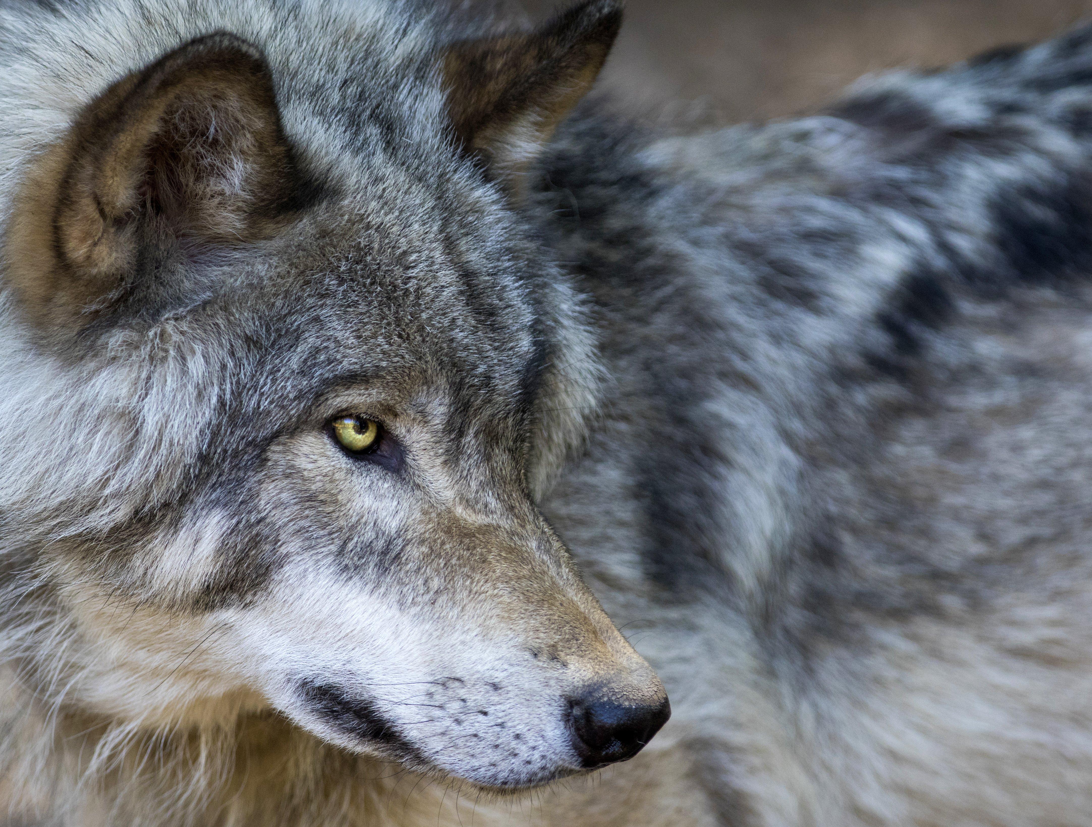 Image: ImageBy_Mircea_Costina_wolf_predator_wyoming