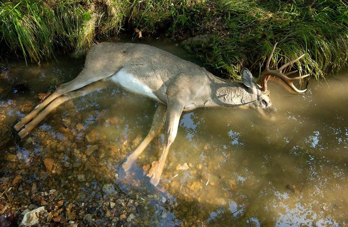 Image: ImageBy_Missouri_Dept_Of_Conservation_deer_disease