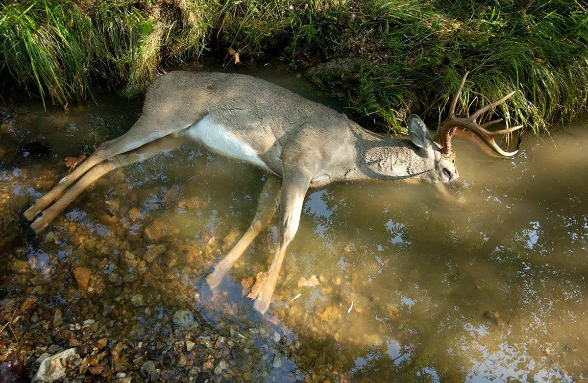 How Much Do Deer Diseases Cost Us? Realtree Camo