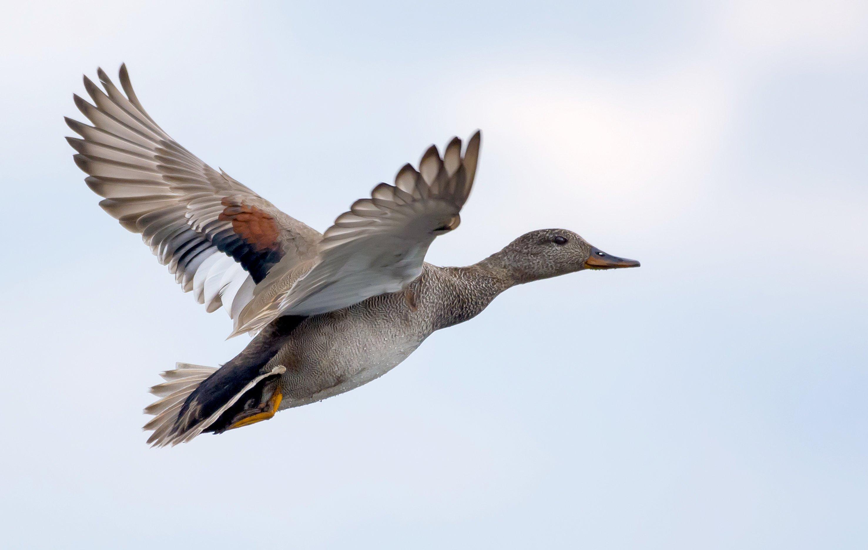 Image: ImageBy_Nick_Vorobey_gadwall