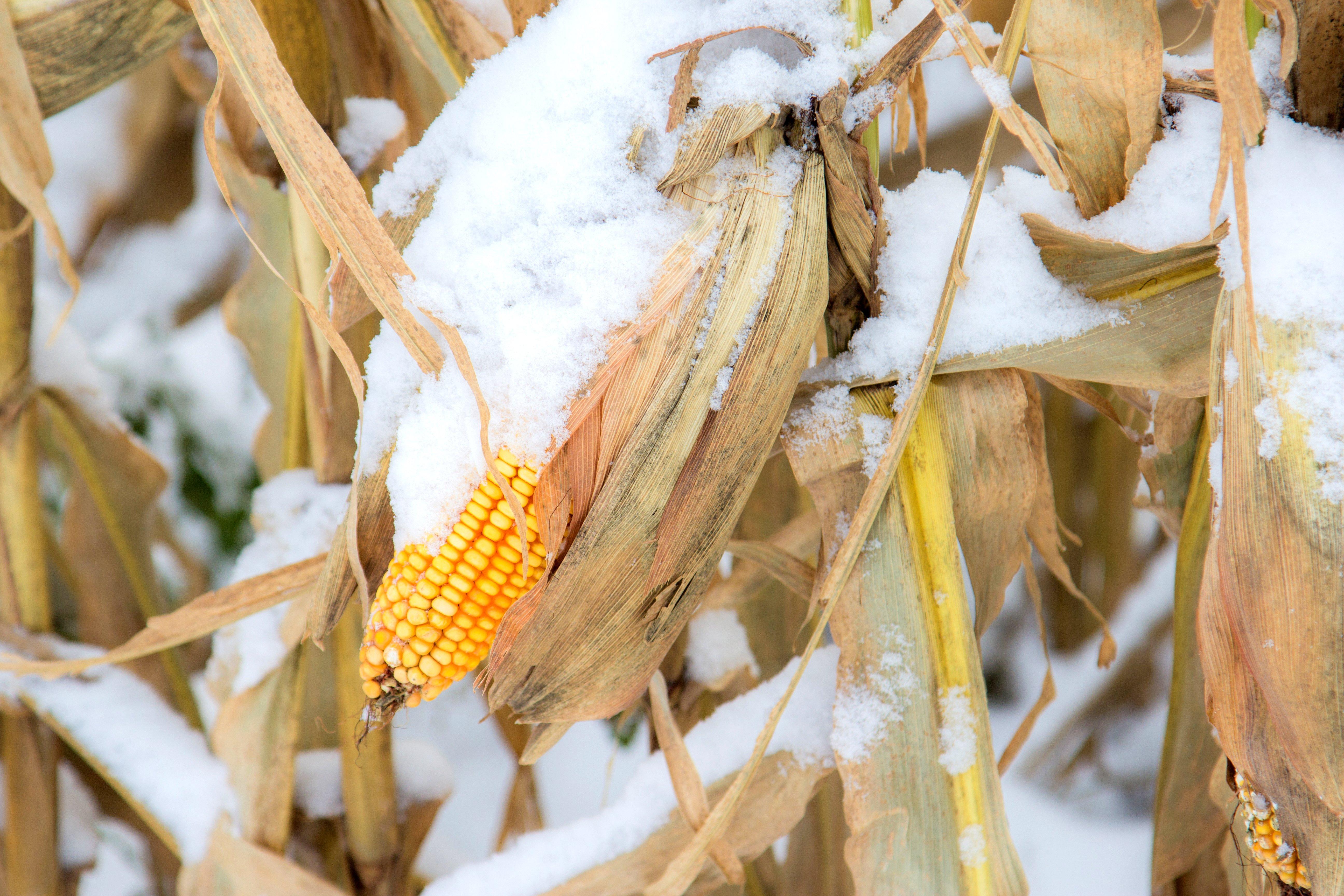 Image: ImageBy_PBouman_corn_snow