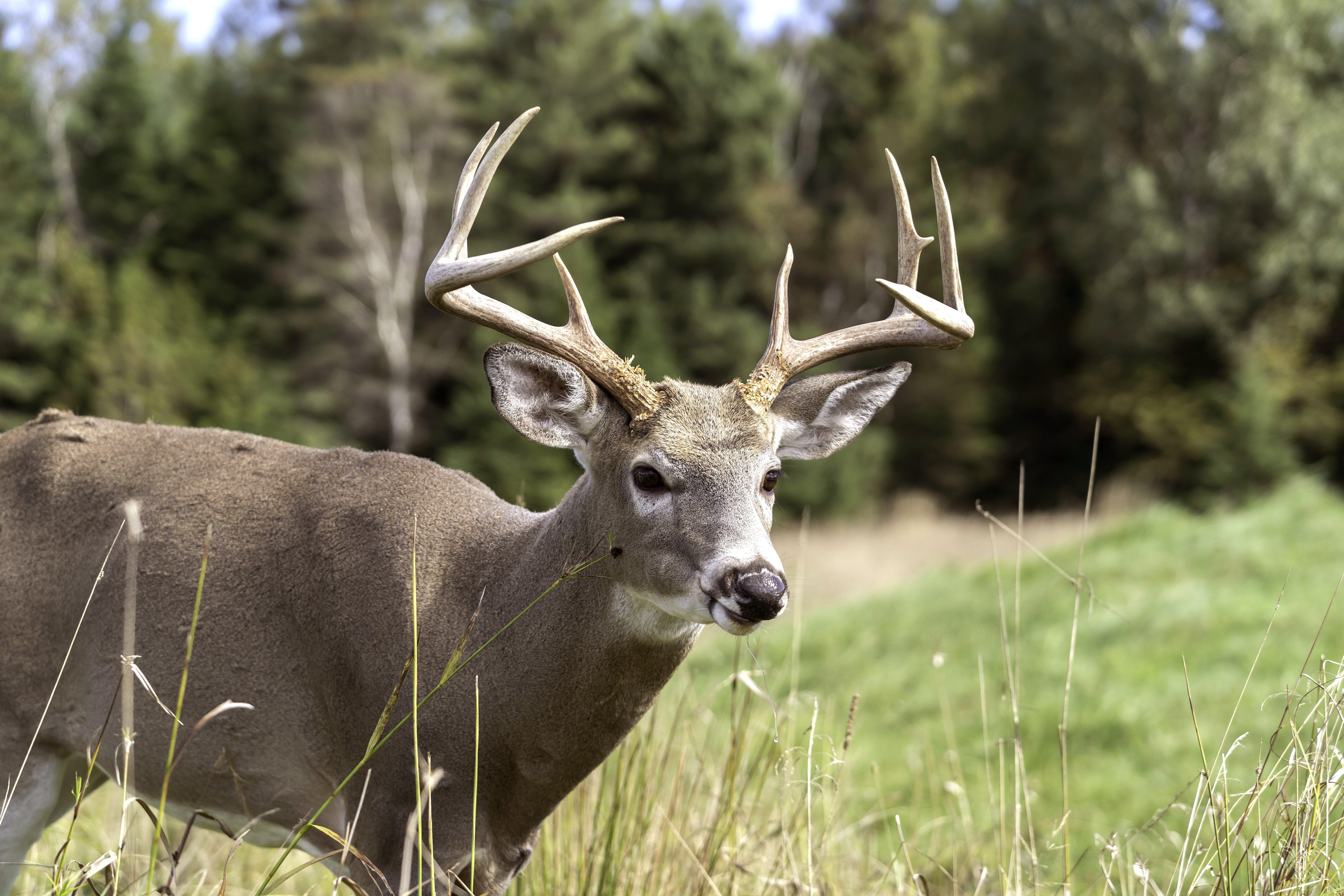 Deer Hunting in Kentucky - Realtree Camo