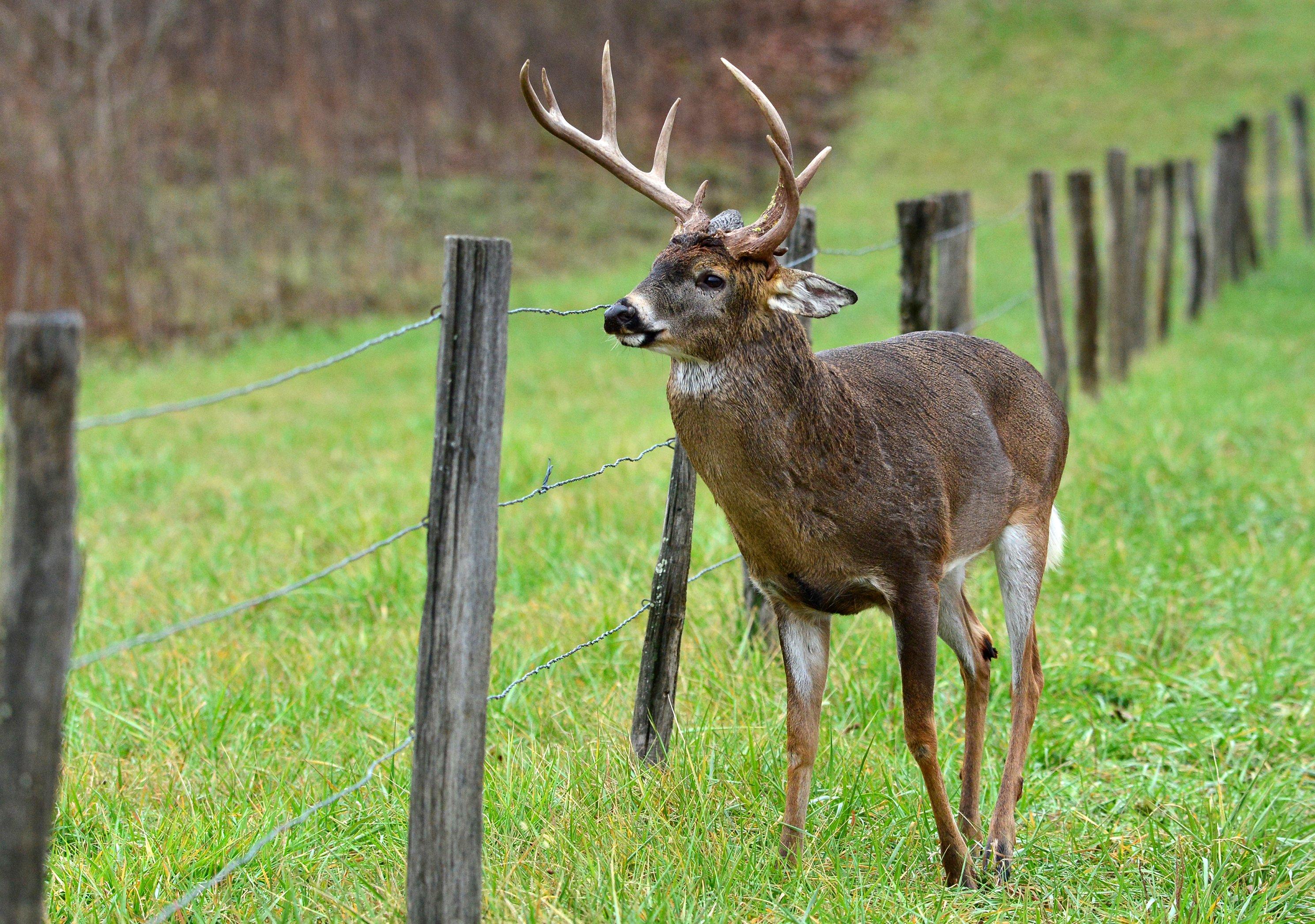 Image: ImageBy_Paul_Winterman_deer_fence_neighbor