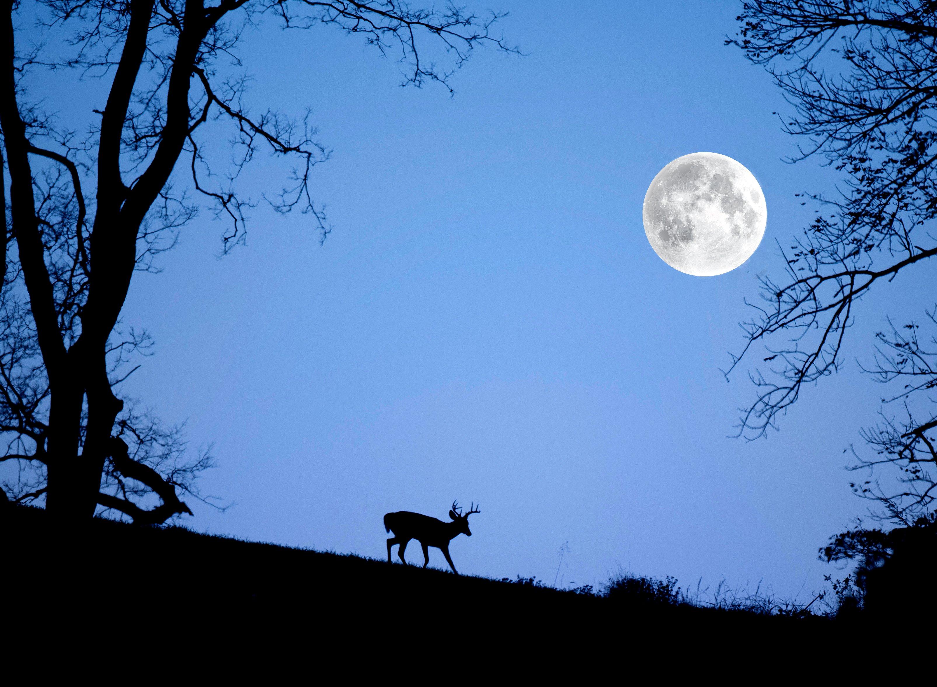 Don't Kid Yourself: Weather and Moon Matter for Deer Hunting