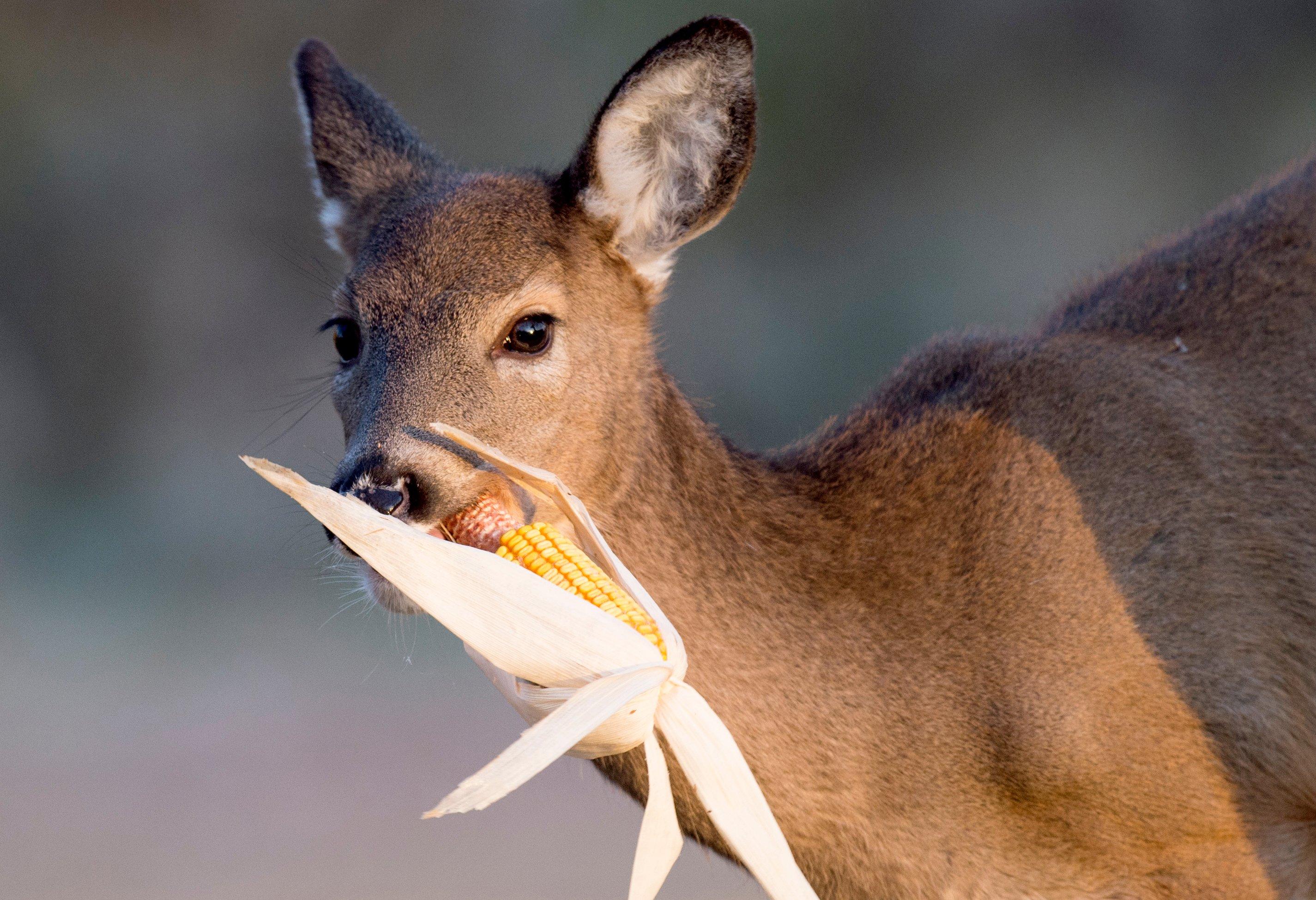 Image: ImageBy_Ray_Hennessy_whitetail_feeding