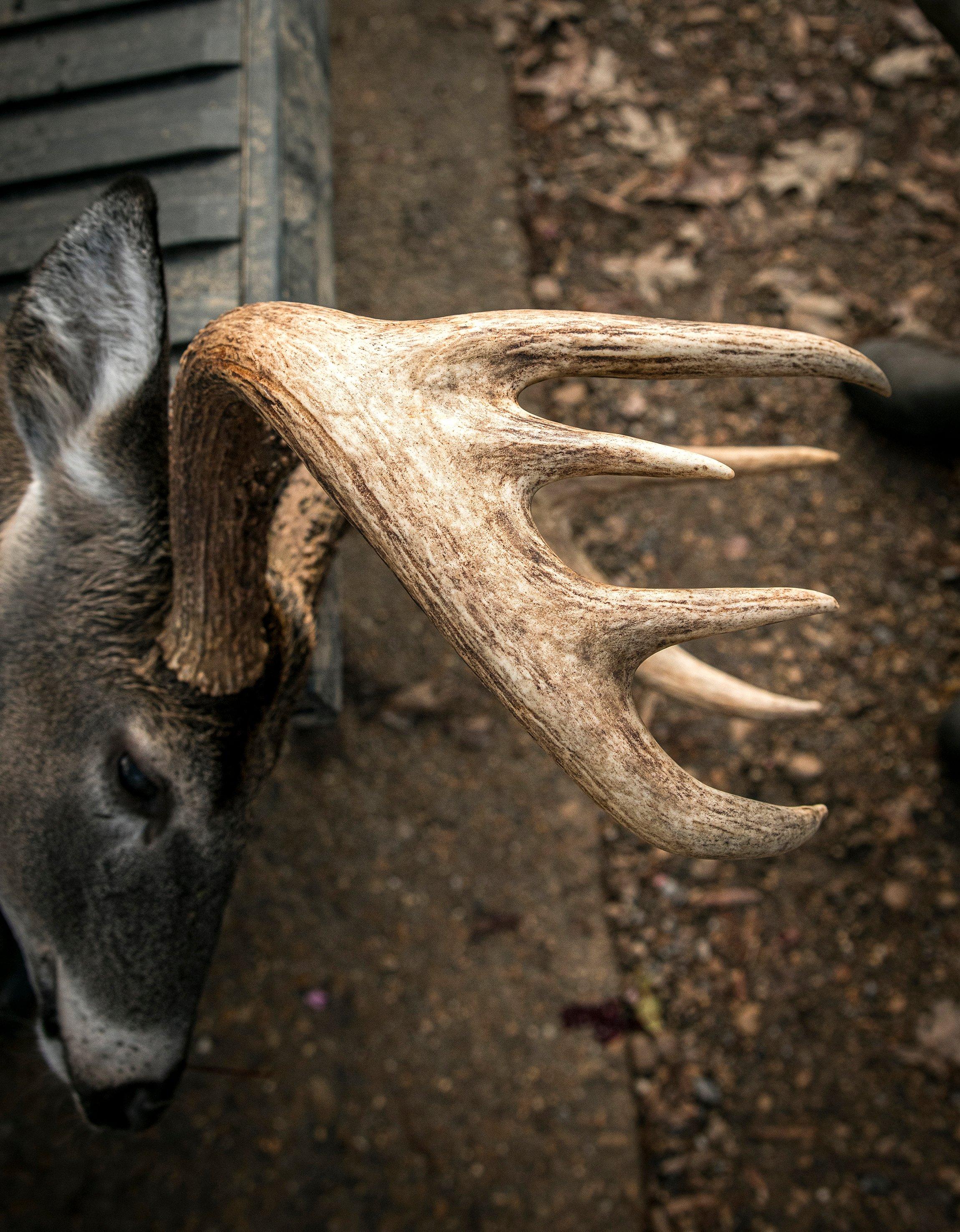 How to Deer Hunt the South - Realtree Camo