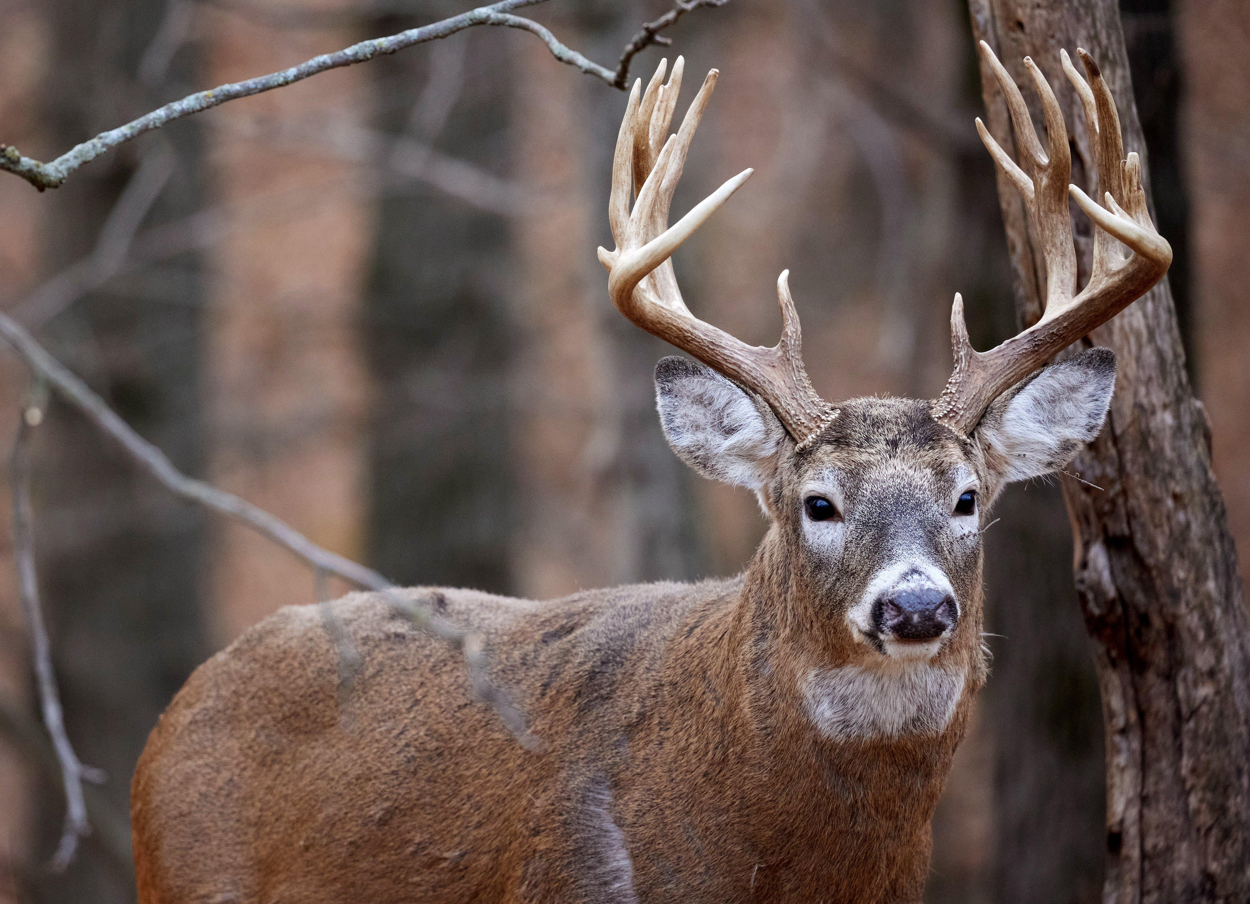 Preparing for the Whitetail Rut