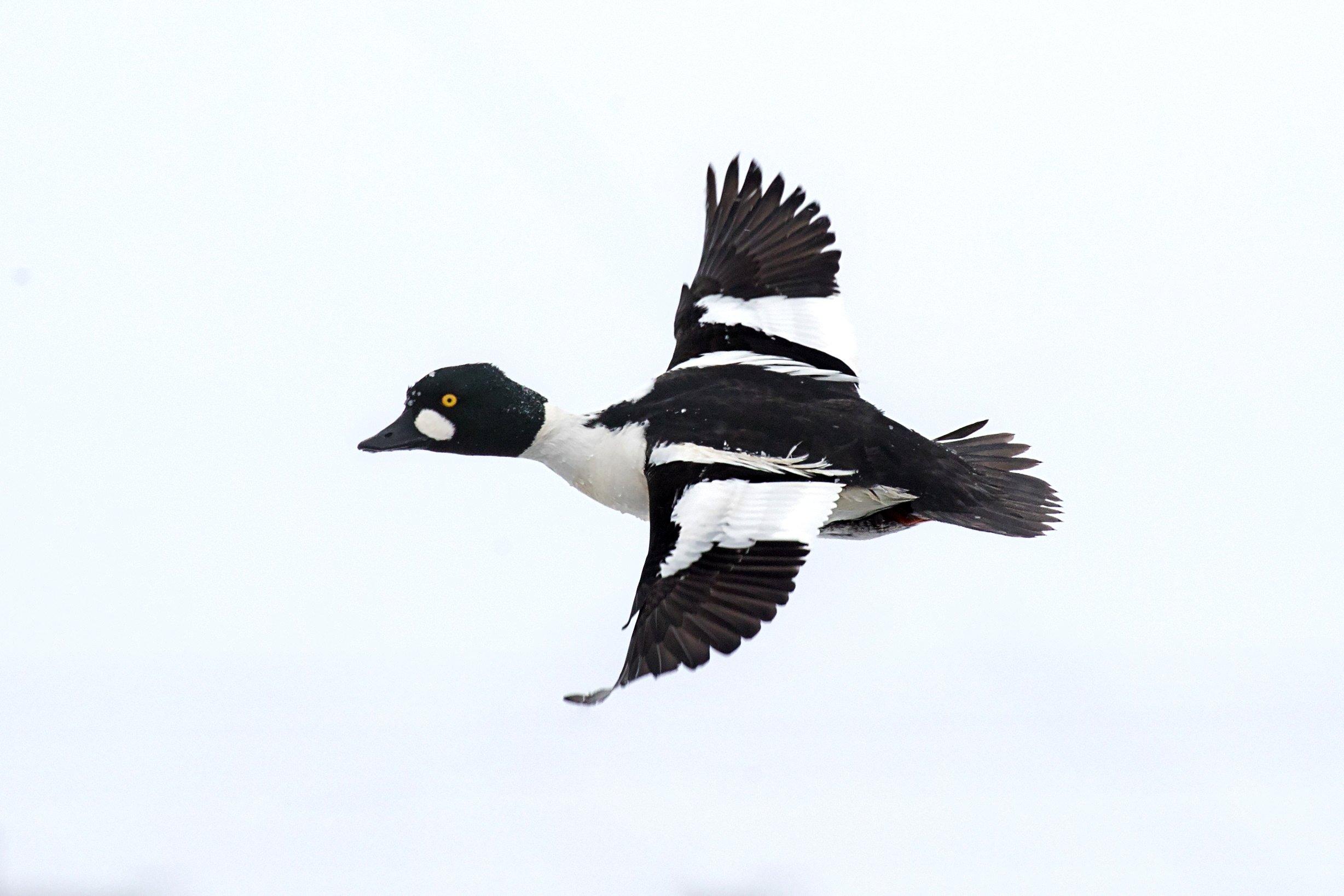 Image: ImageBy_Roman_Teteruk_goldeneye