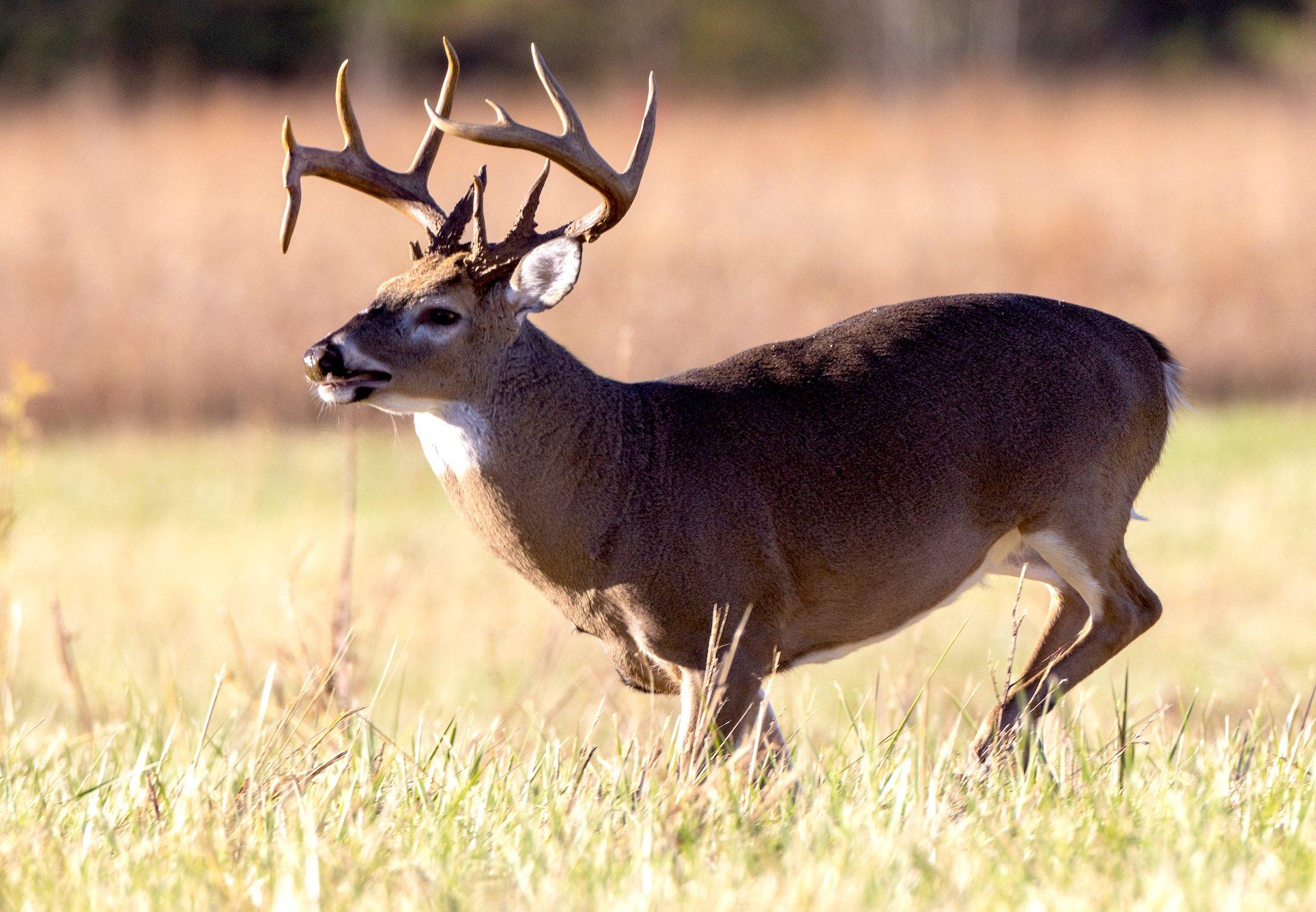 deer anatomy for hunting