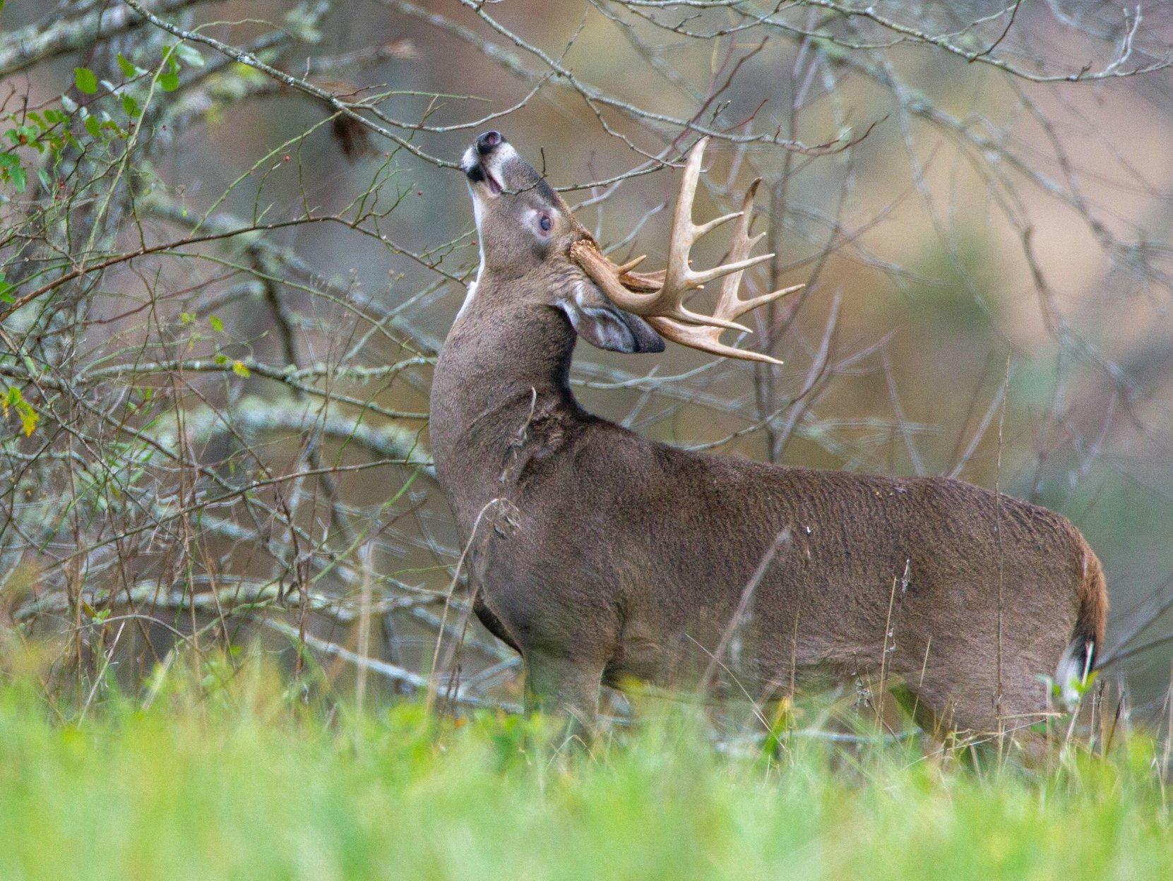 Image: ImageBy_Russell_Graves_buck_scrape_licking_branch