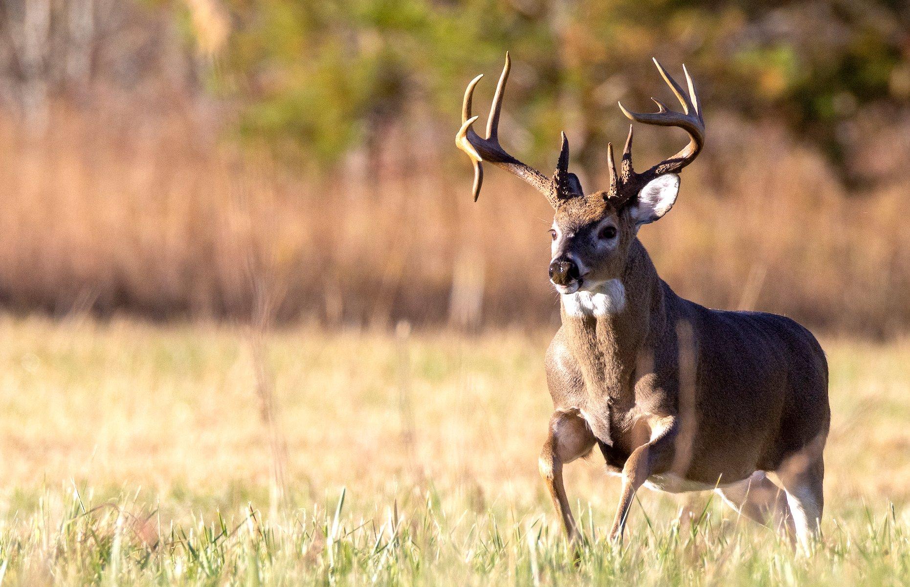 Antler Development in White-tailed Deer: Implications for Management