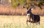 Do Big Bucks Father More Big Bucks Realtree Camo