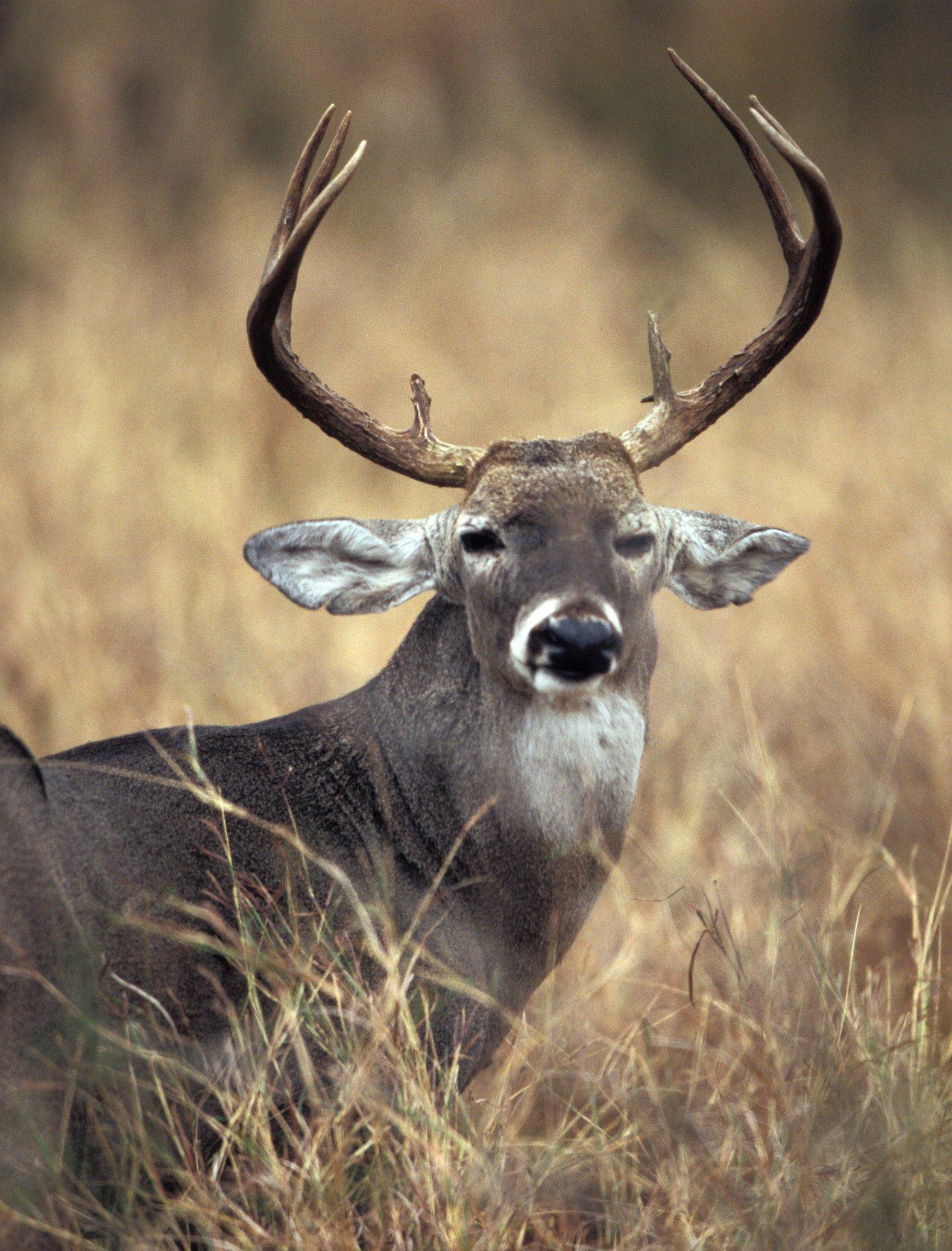 Are Bully Bucks Ruining Your Deer Hunting? - Realtree Camo