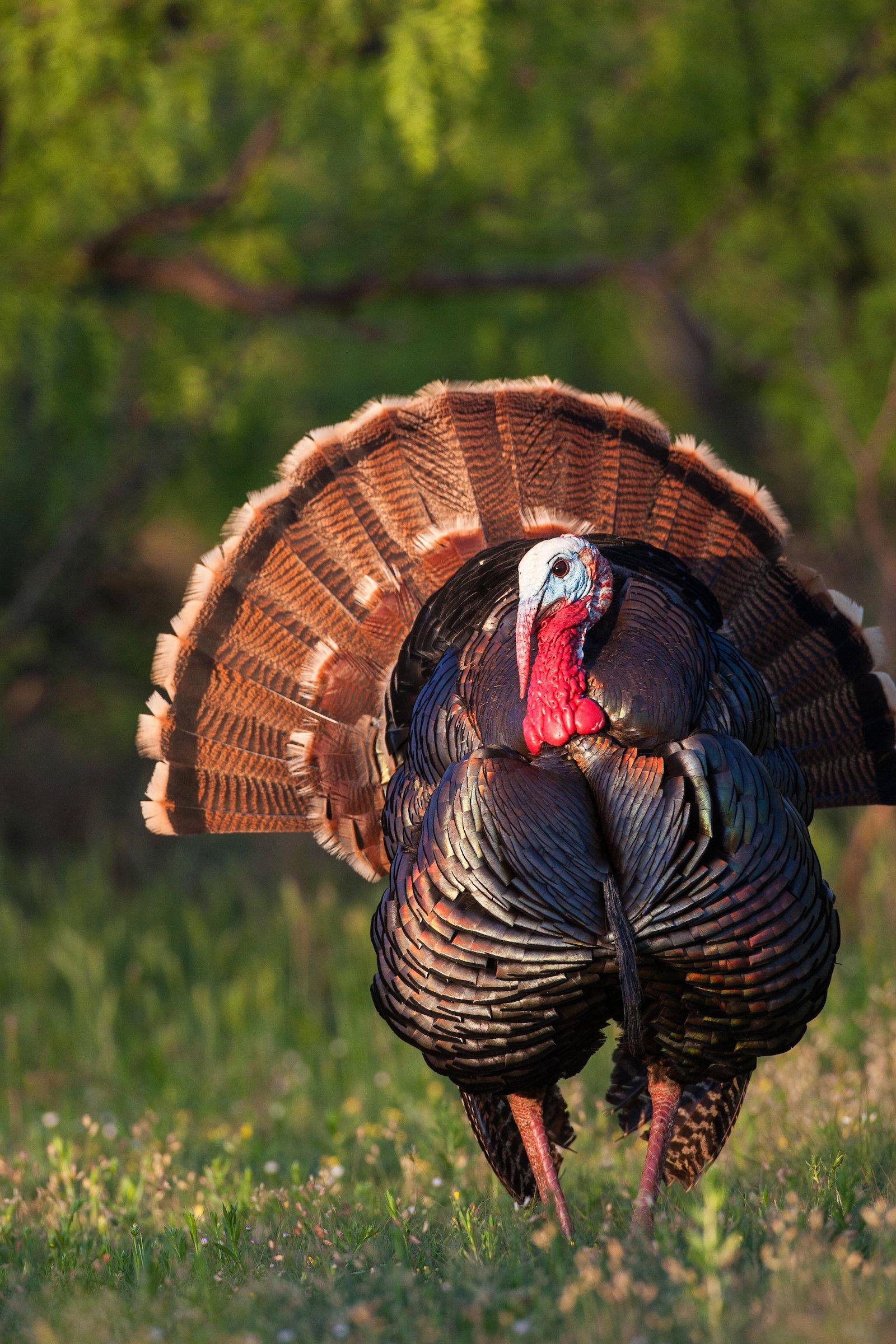 How to Hunt Turkeys That Don't Gobble (video)