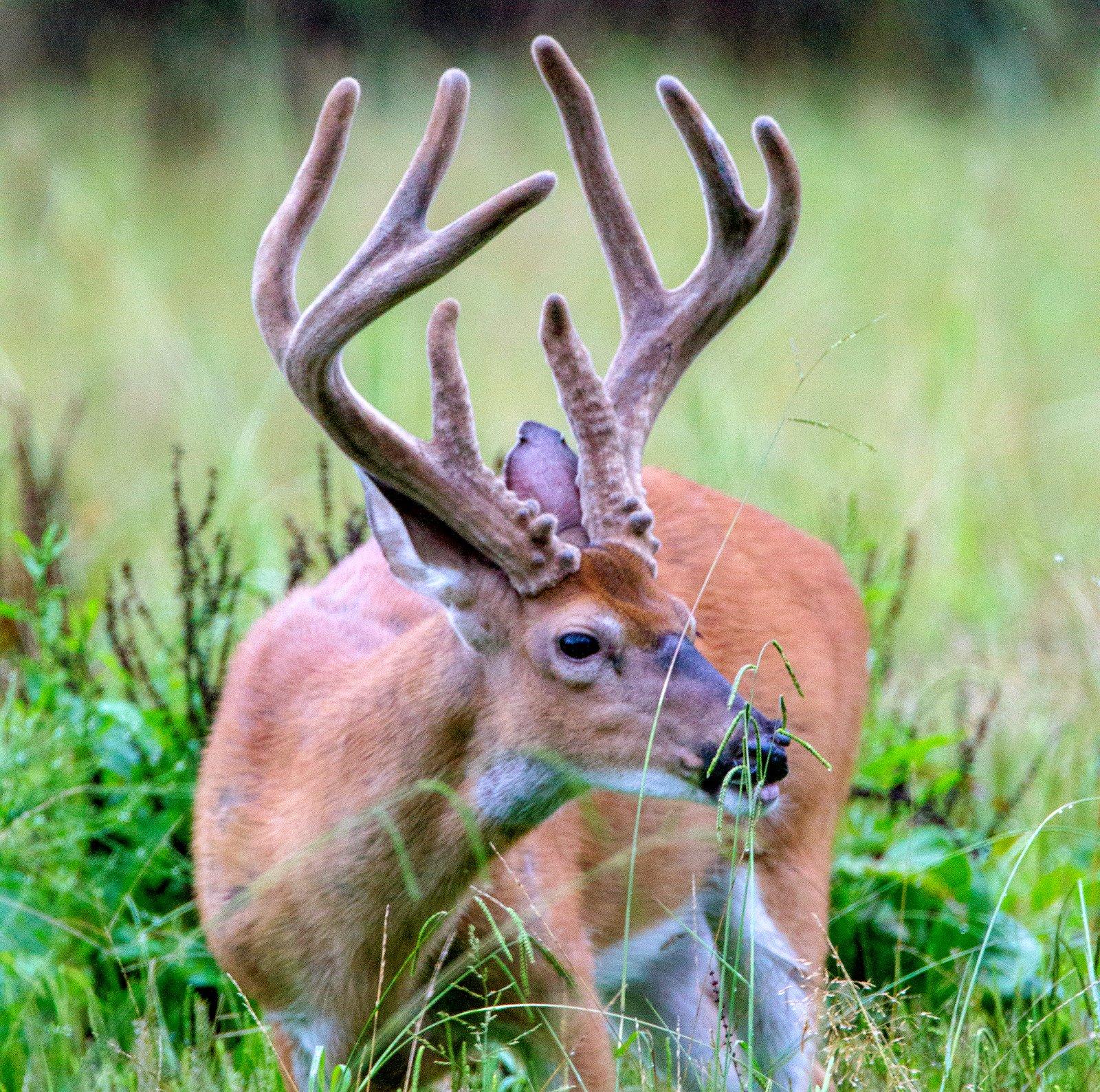 Image: ImageBy_Russell_Graves_whitetail_buck_velvet_scouting