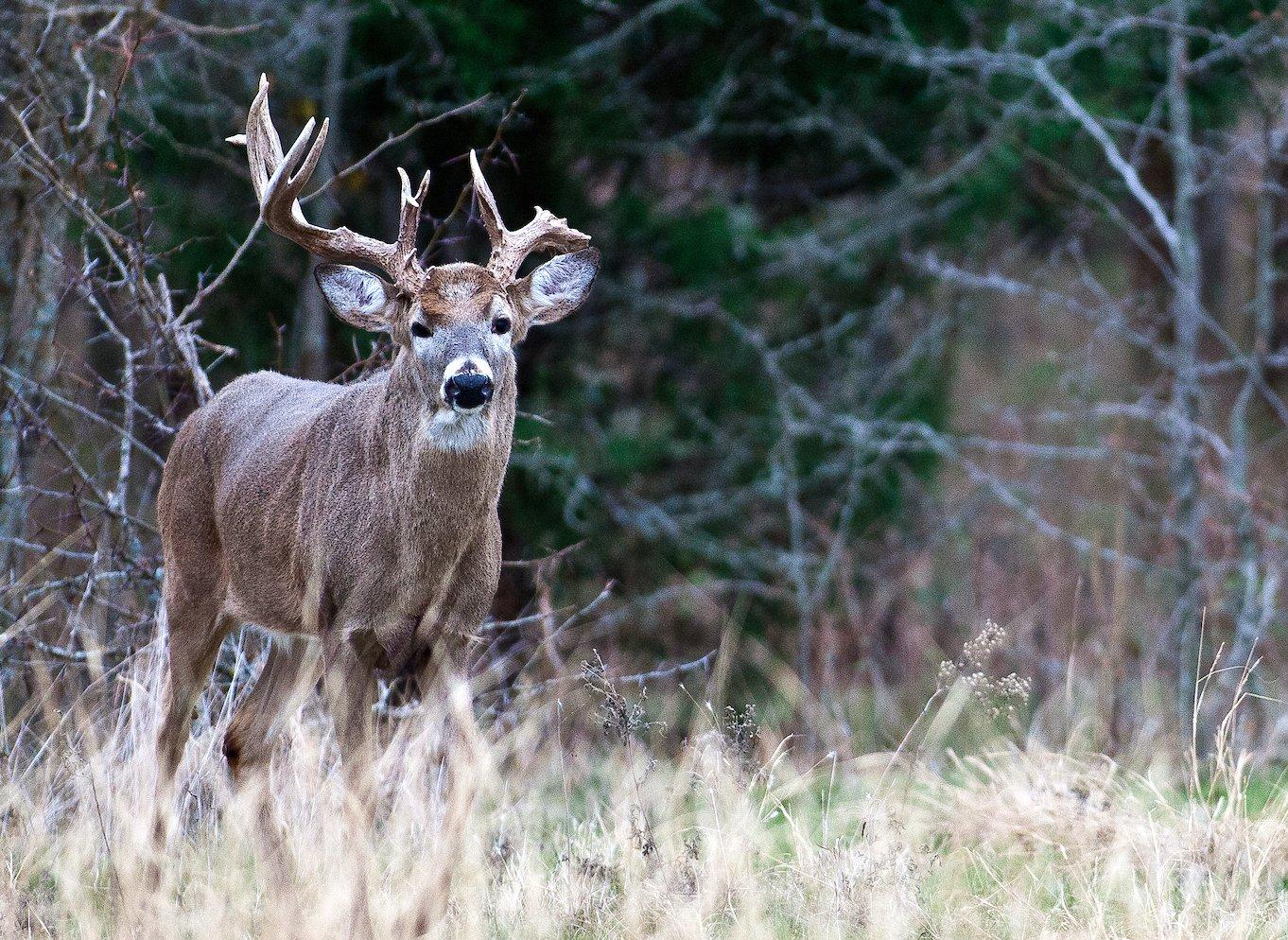 What S Up With All These Busted And Broken Deer Antlers Realtree Camo   ImageBy Russell Graves Whitetail Busted