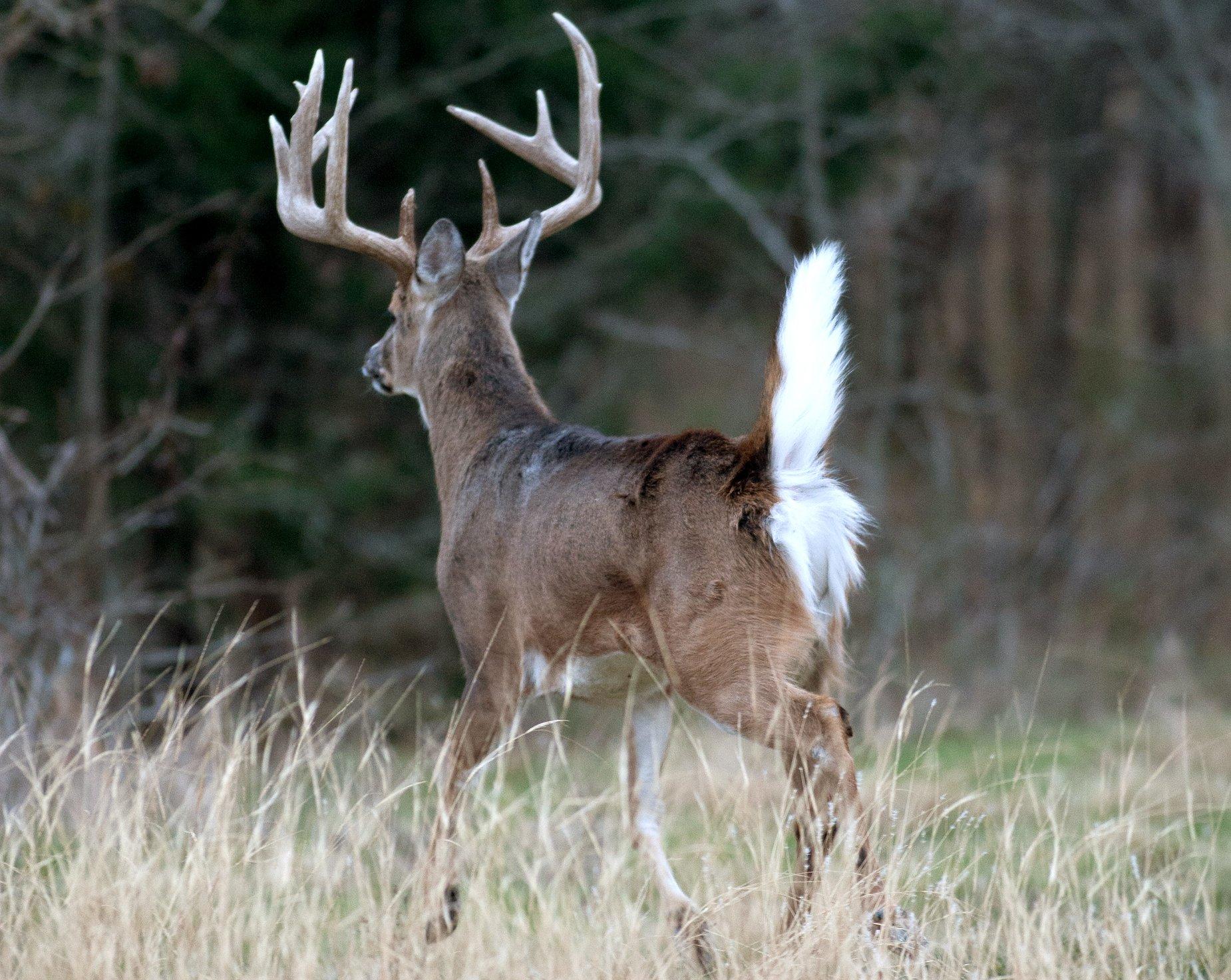Image: ImageBy_Russell_Graves_whitetail_flagging