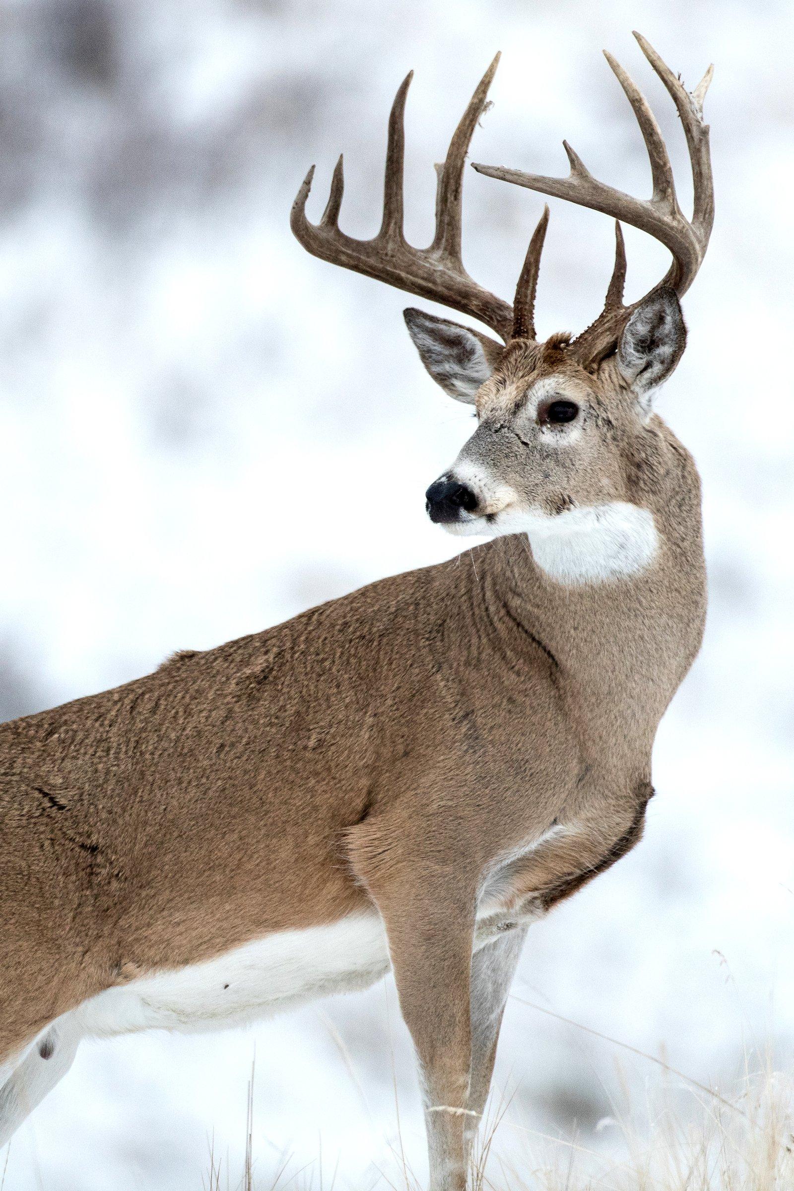 Image: ImageBy_Russell_Graves_whitetail_snow