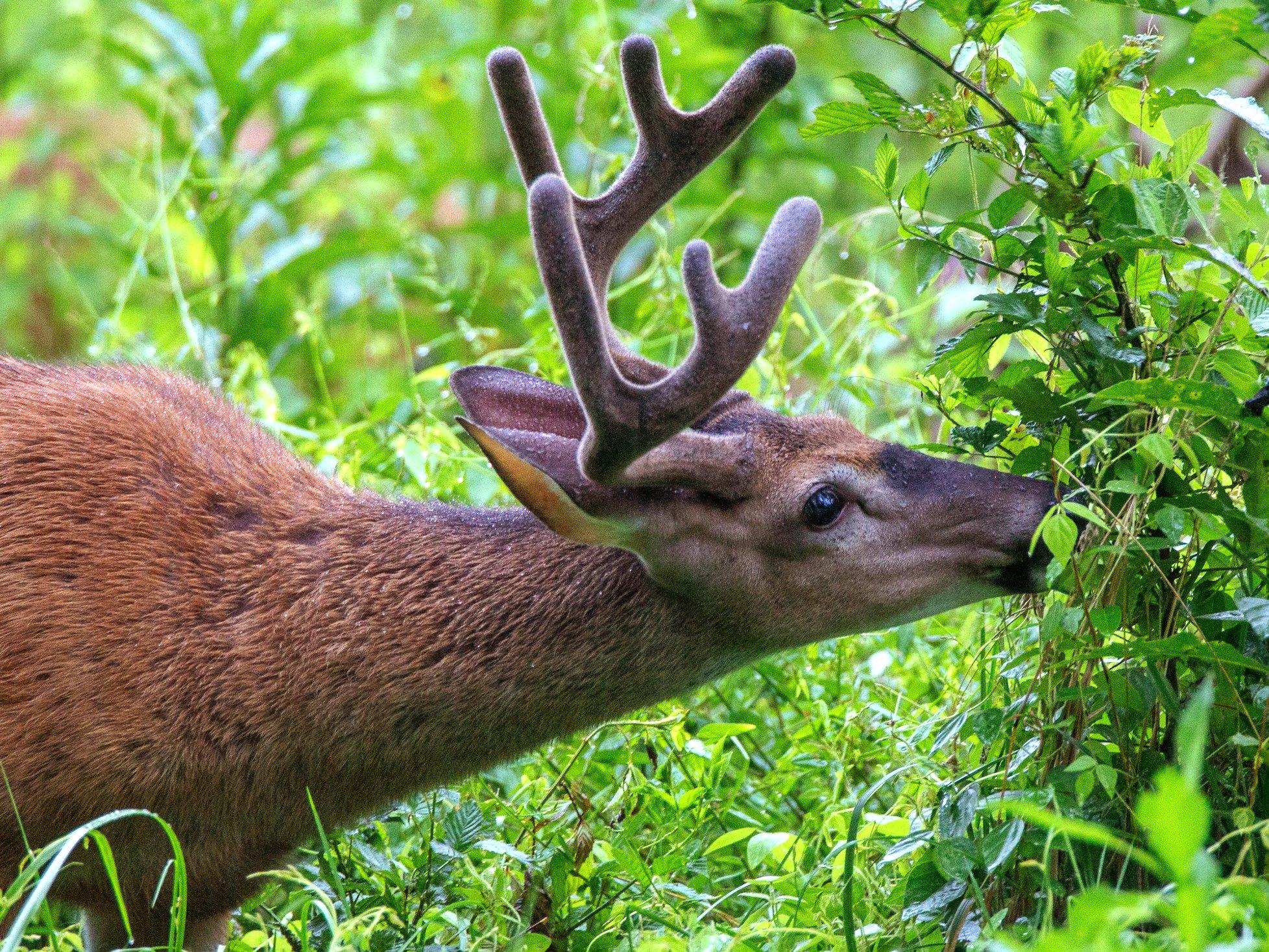 Image: ImageBy_Russell_Graves_whitetail_summer