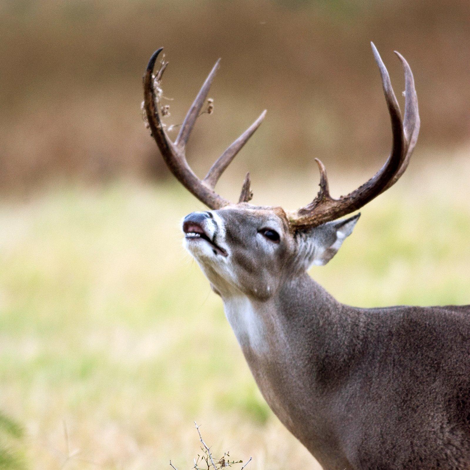 Image: ImageBy_Russell_Graves_whitetail_thermals_scent
